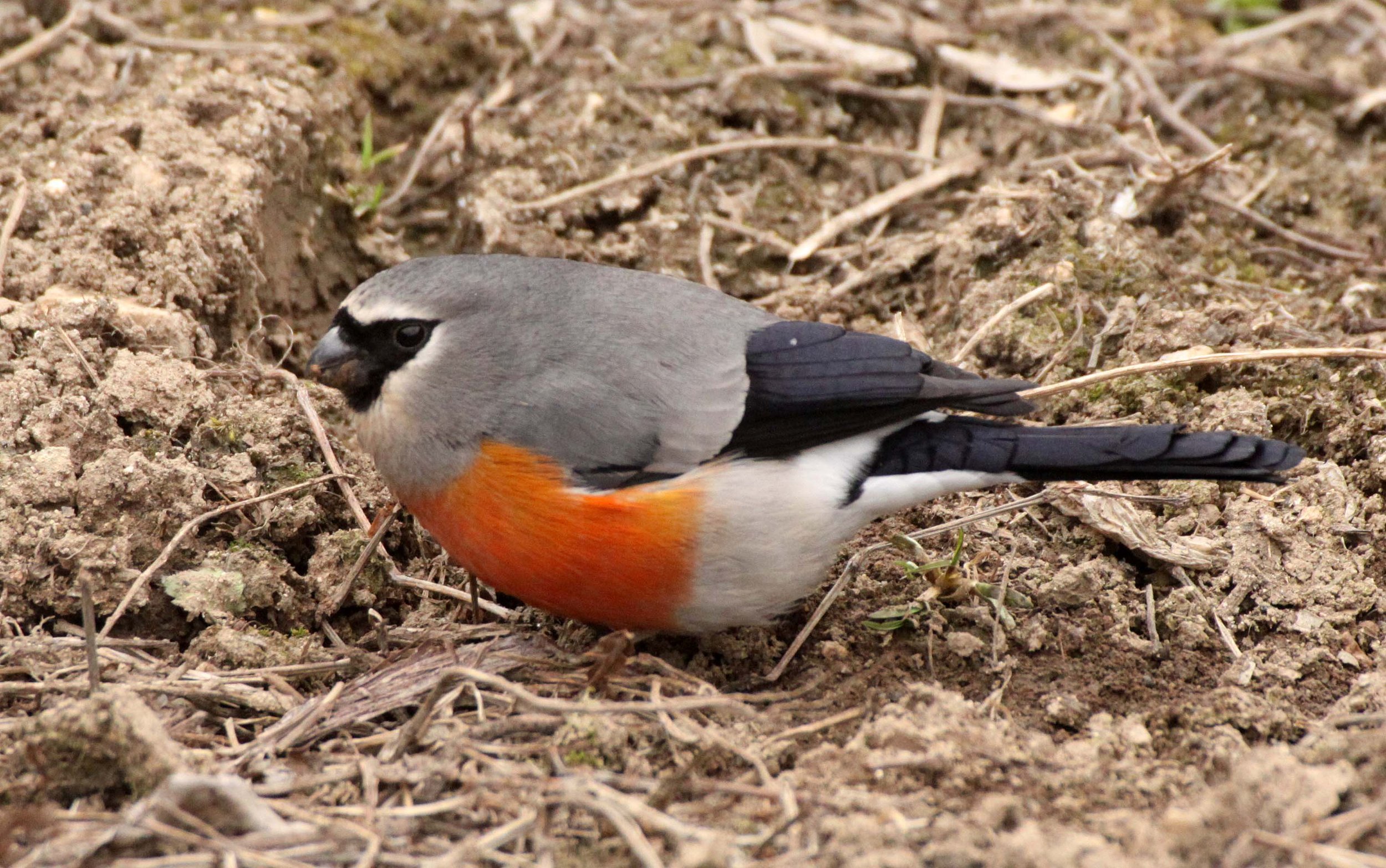Grey-headed Bullfinch (Pyrrhula erythaca) foping Nature Reserve, Shaanxi China (9).JPG