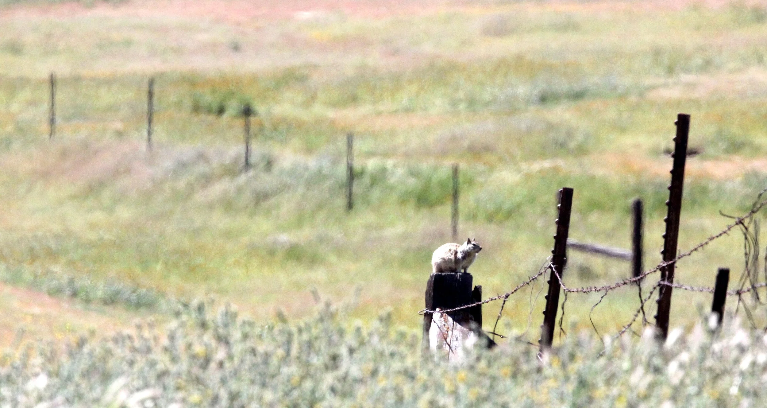 Otospermophilus beecheyi fisheri - CALIFORNIA GROUND SQUIRREL - CARRIZO PLAIN NATIONAL MONUMENT (1).JPG