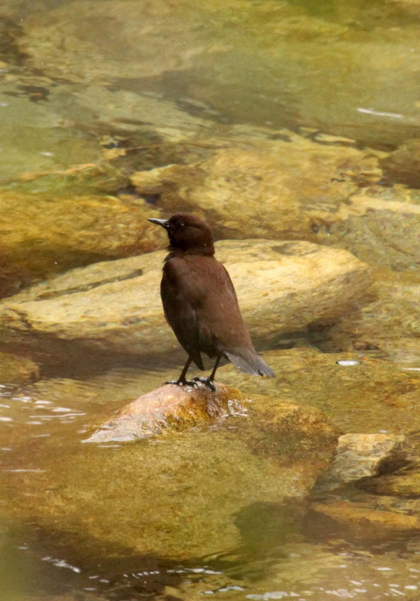 Brown dipper (Cinclus pallasii) Foping Nature Reserve Shaanxi China (17).JPG