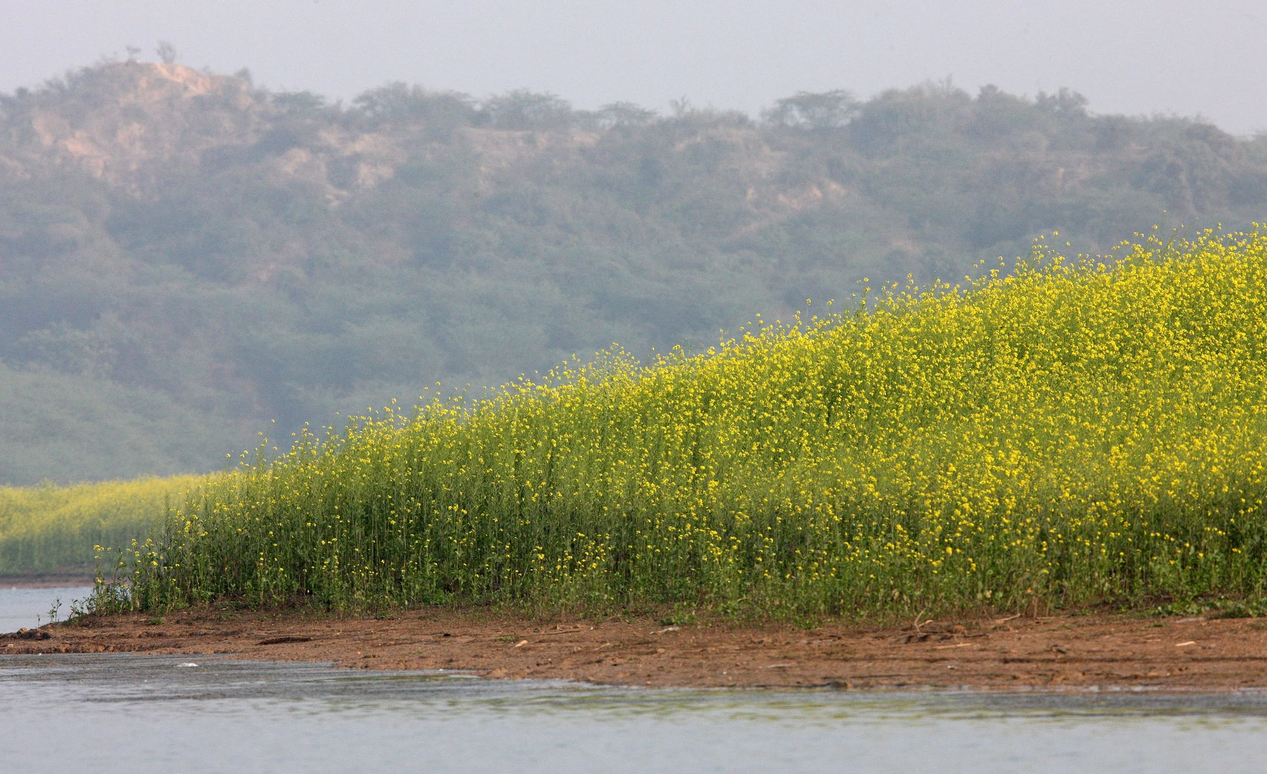 CHAMBAL SANCTUARY INDIA (8).JPG