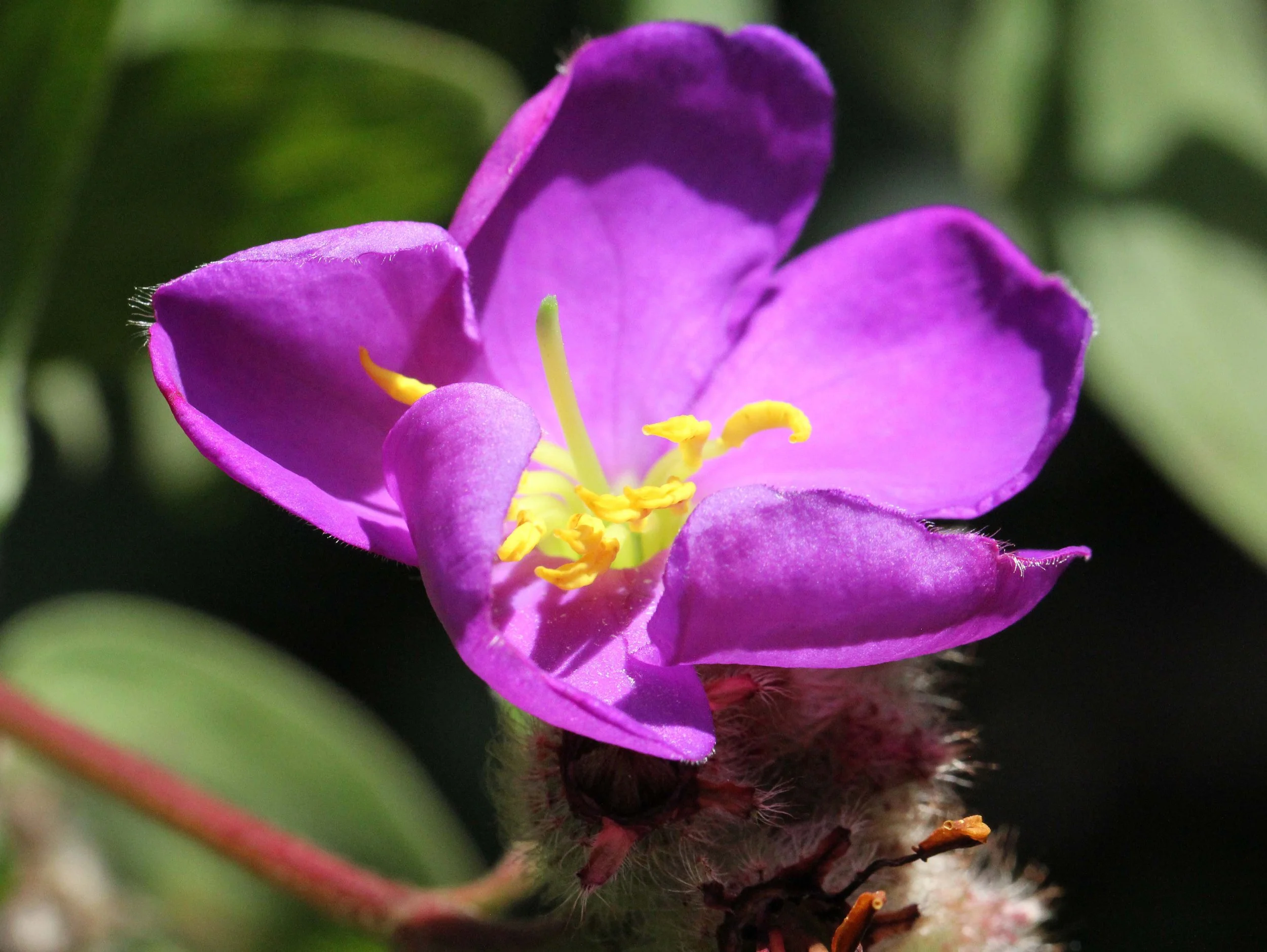 PAMPADUM SHOLA NATIONAL PARK - KERALA INDIA - VATTAVADA - PHOTO BY SOM SMITH (131).JPG