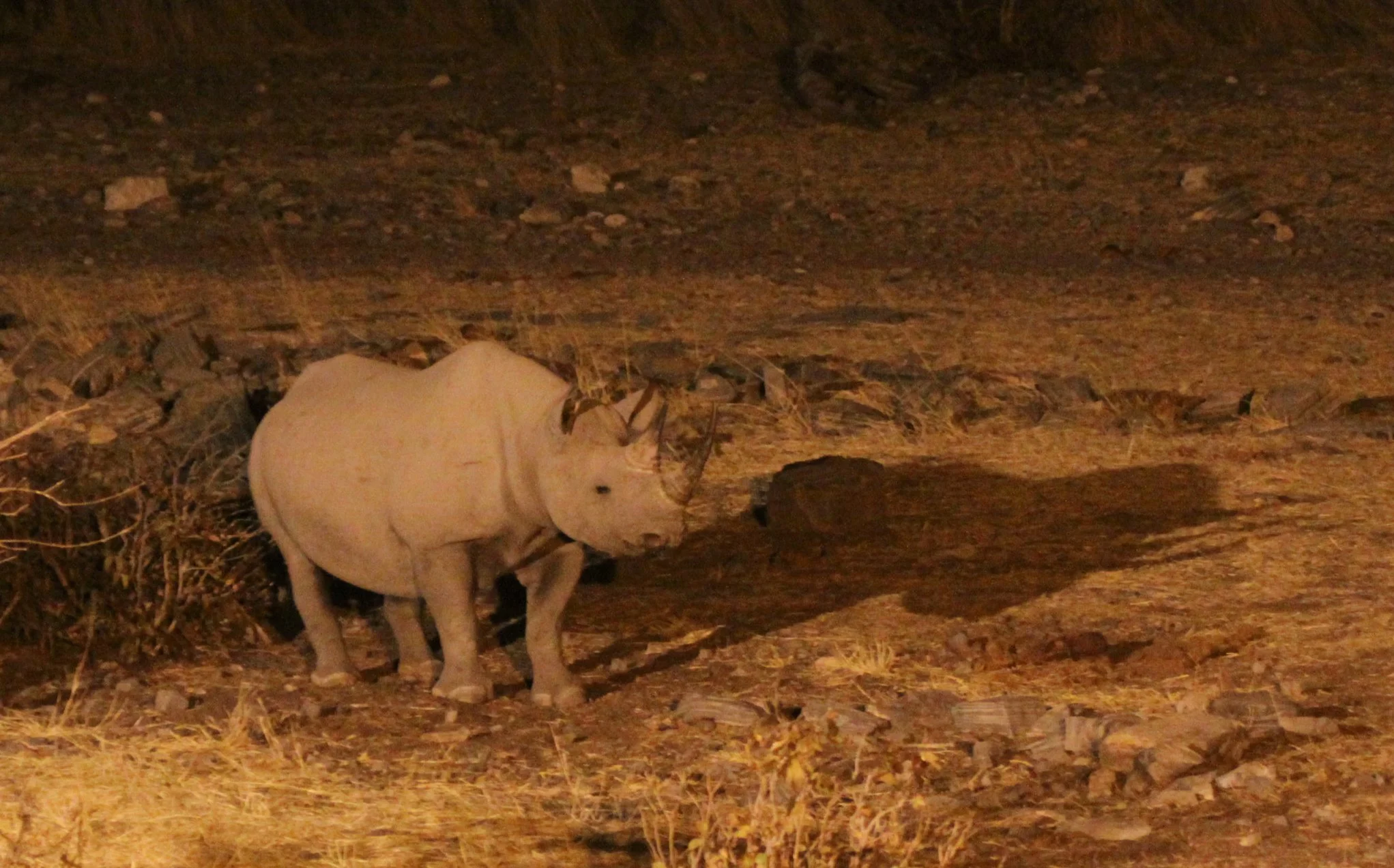 Diceros bicornis occidentalis - SOUTH-WESTERN BLACK RHINO - HALALI WATERHOLE - ETOSHA NATIONAL PARK NAMIBIA (14).JPG