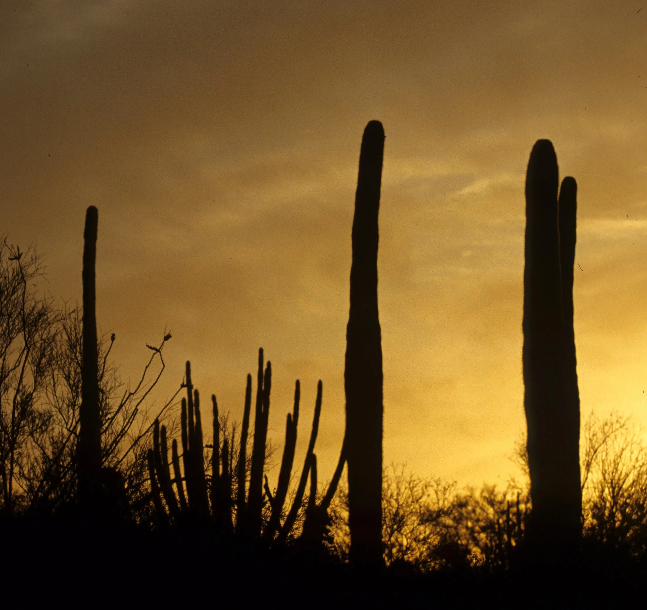 ORGAN PIPE CACTUS NP - SUNSET B.jpg