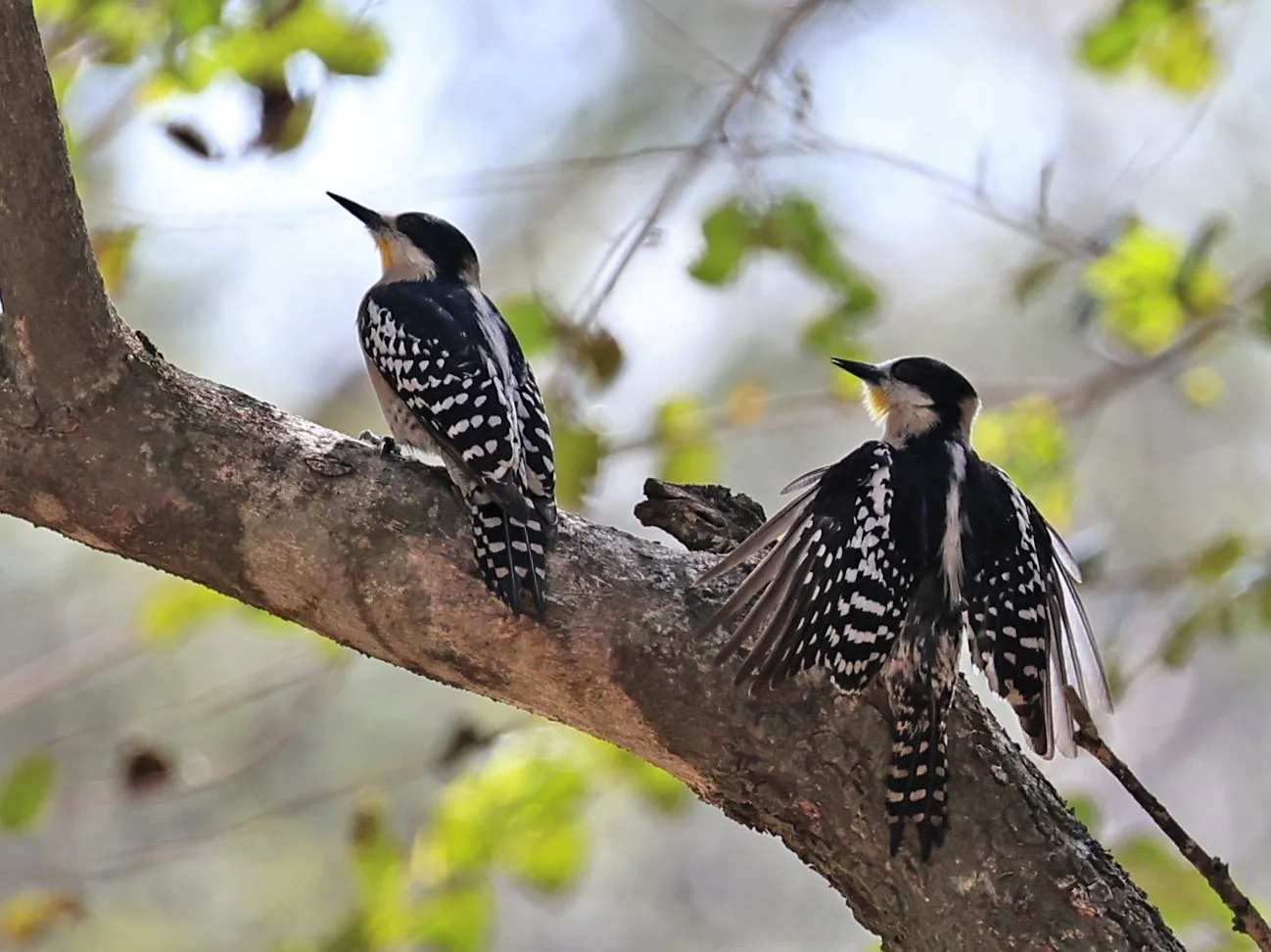 White-fronted Woodpecker (Melanerpes cactorum) Hotel Campestre Iparoma Paraguay (16).jpg