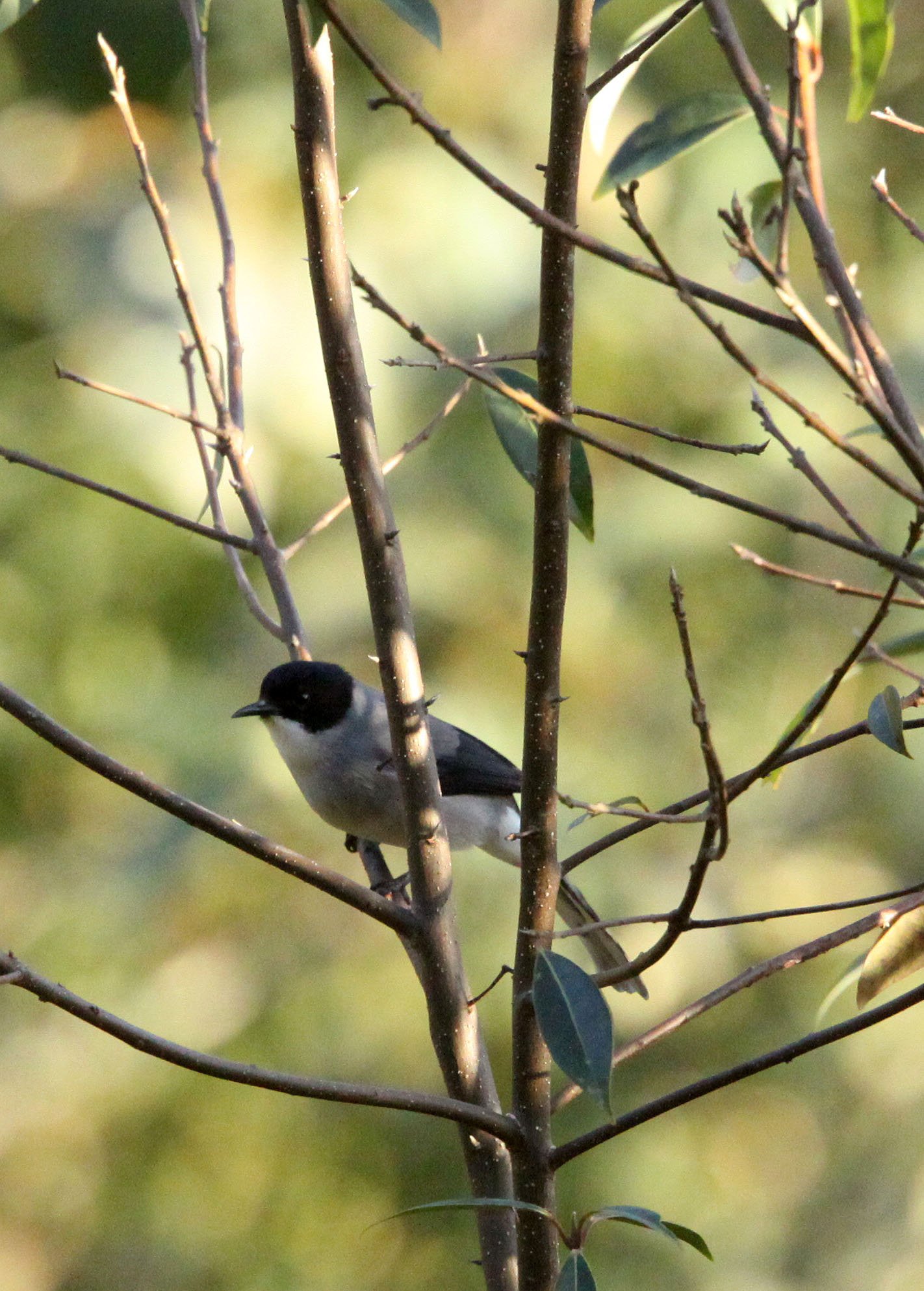 BIRD - SIBIA - BLACK-HEADED SIBIA - WULIANGSHAN NATURE RESERVE YUNNAN CHINA (8).JPG