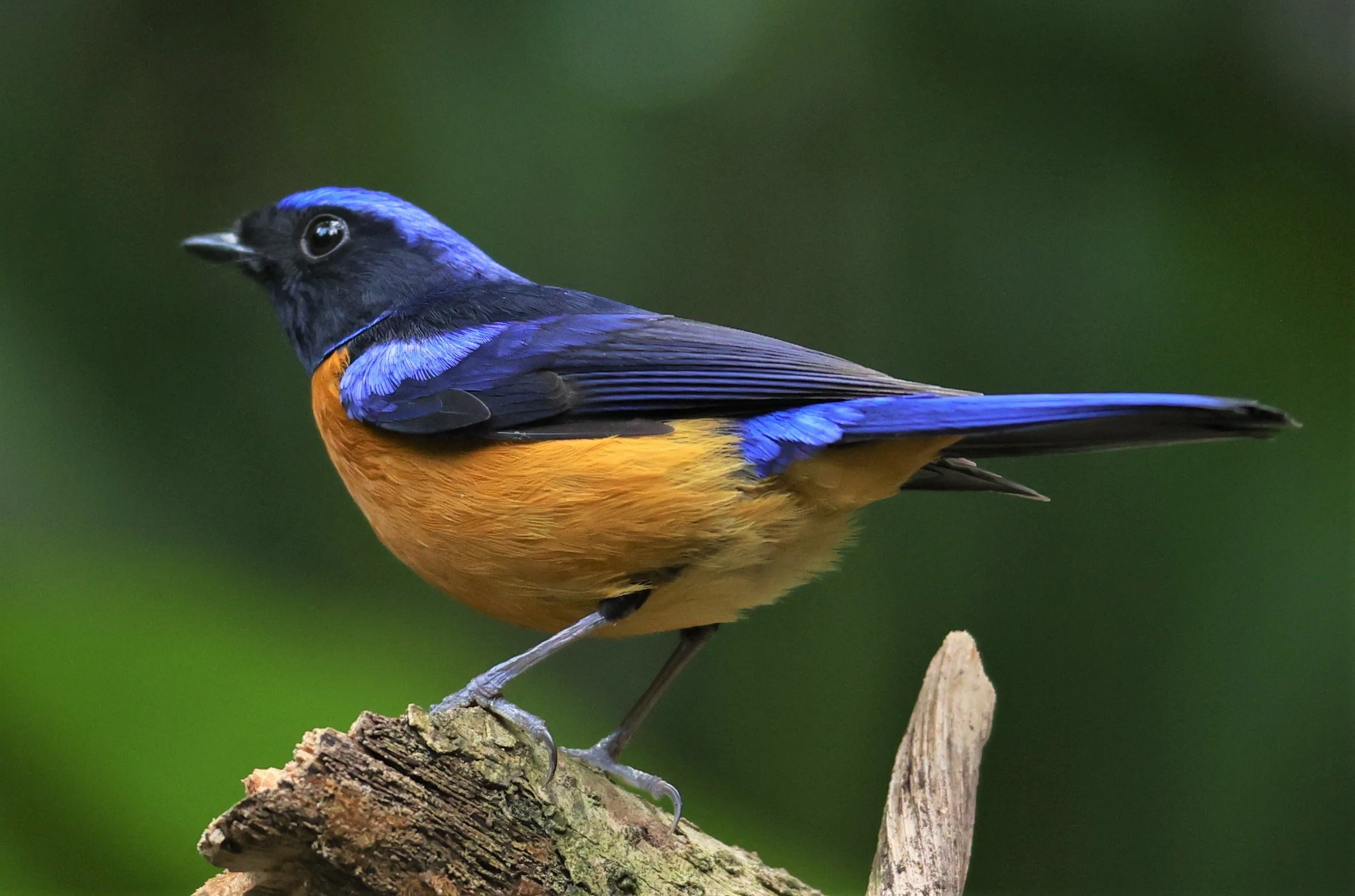 NILTAVA - RUFOUS-BELLIED NILTAVA - Niltava sundar - DOI INTHANON NP CHIANG MAI, DEC 2021 (20).JPG