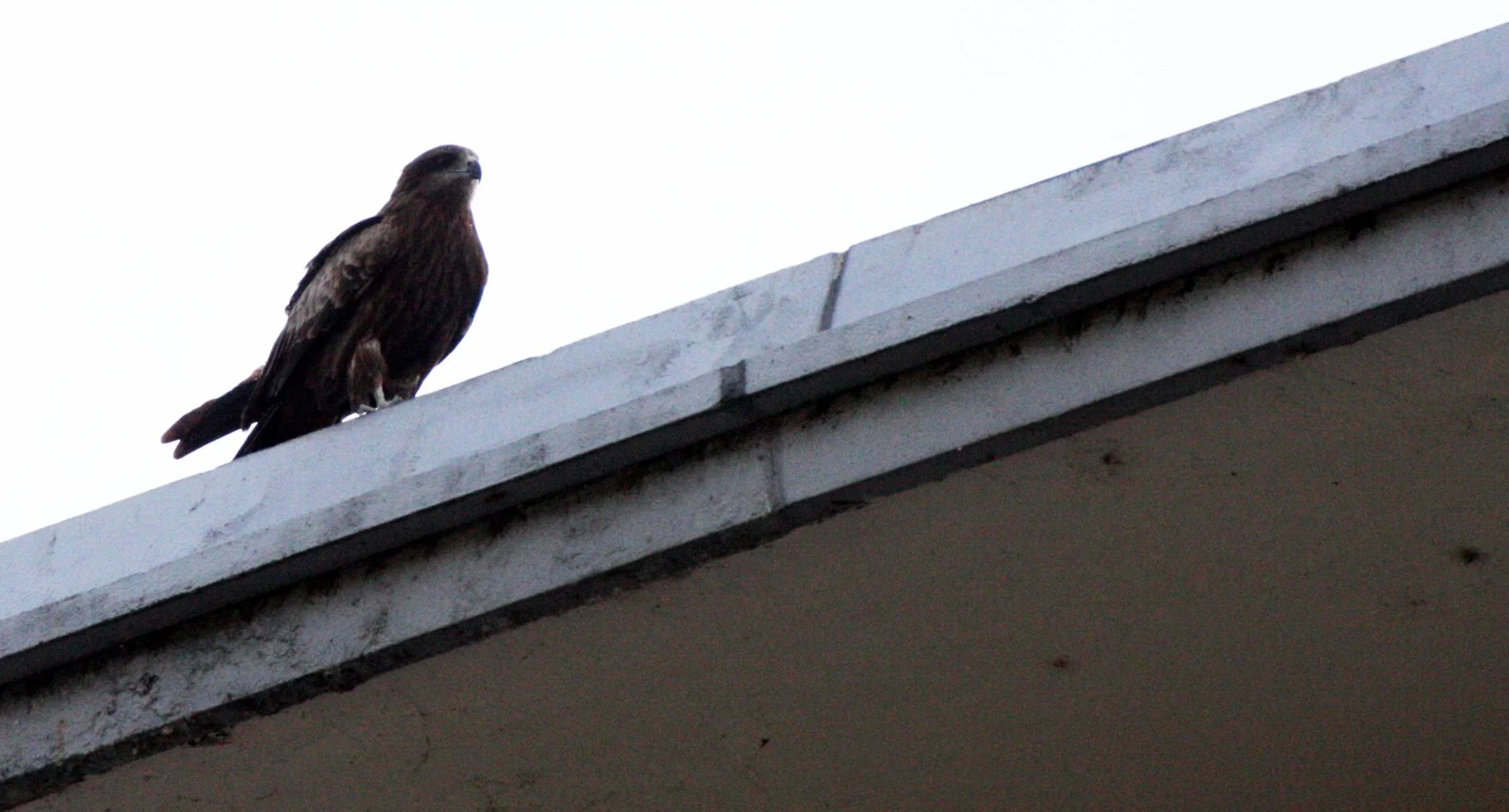 Milvus migrans lineatus - BLACK-EARED KITE - KYOTO JAPAN (3).JPG