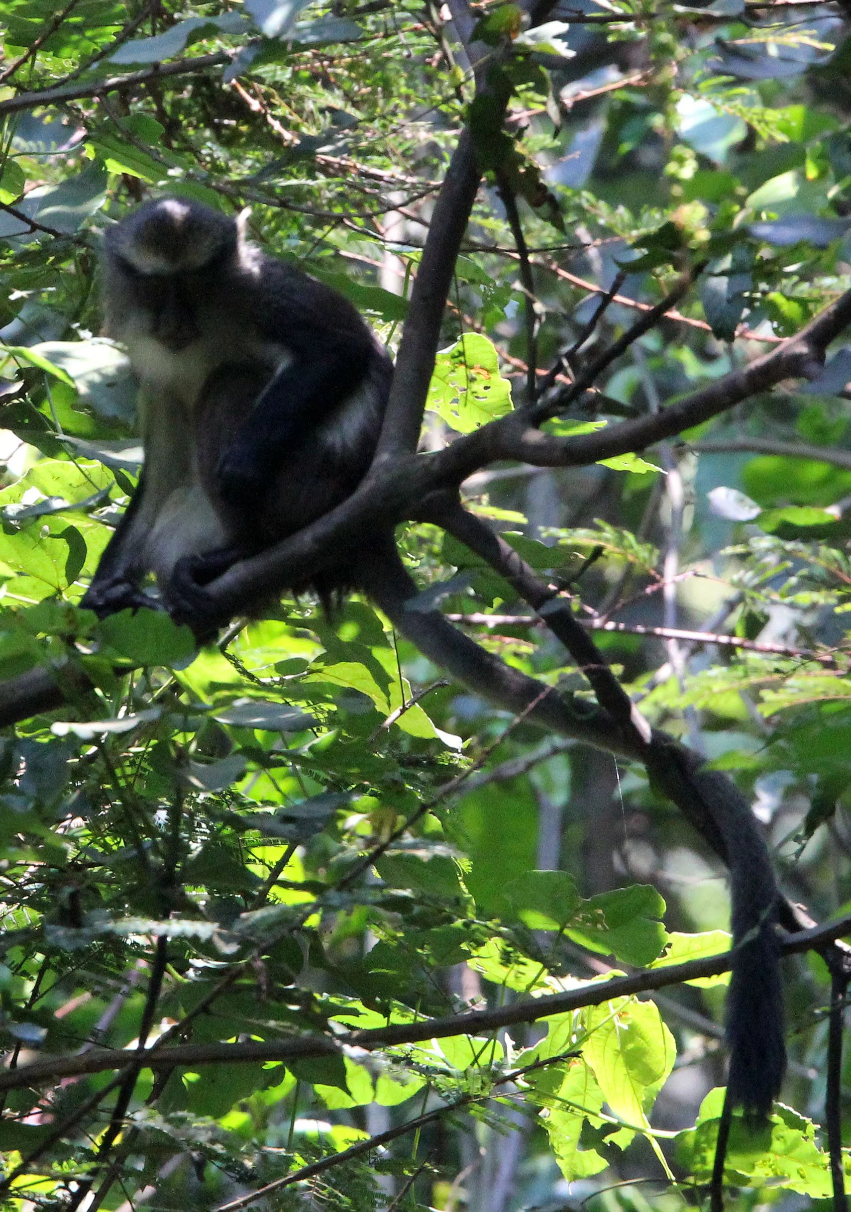 CERCOPITHECIDAE - Cercopithecus denti - DENT'S MONKEY - NYUNGWE NATIONAL PARK RWANDA (273).JPG
