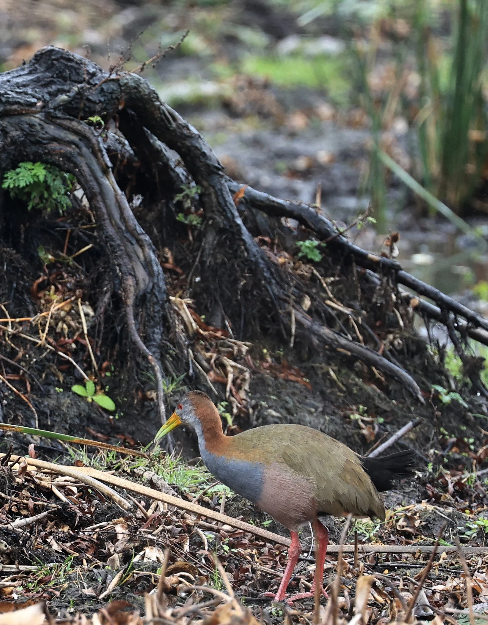 Grey-cowled Wood Rail (Aramides cajaneus) Reserva Natural Ceibas, Entre Rios, Argentina (13).jpg