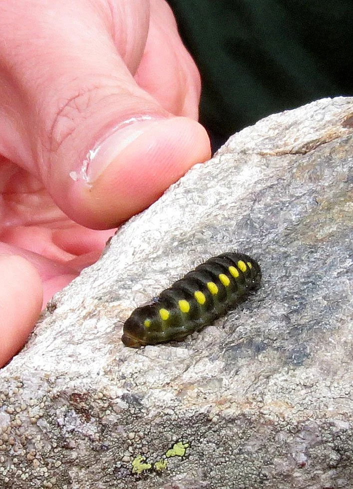 STELVIO NATIONAL PARK ITALY (36).JPG
