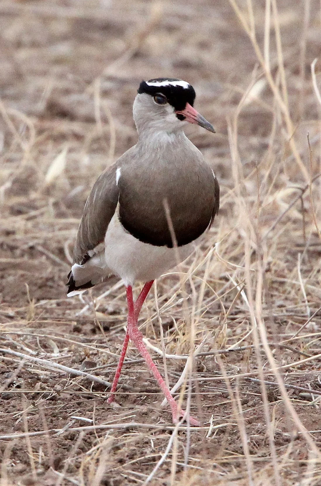 LAPWING - CROWNED LAPWING - Vanellus coronatus - SAMBURU NATIONAL PARK KENYA (13).JPG