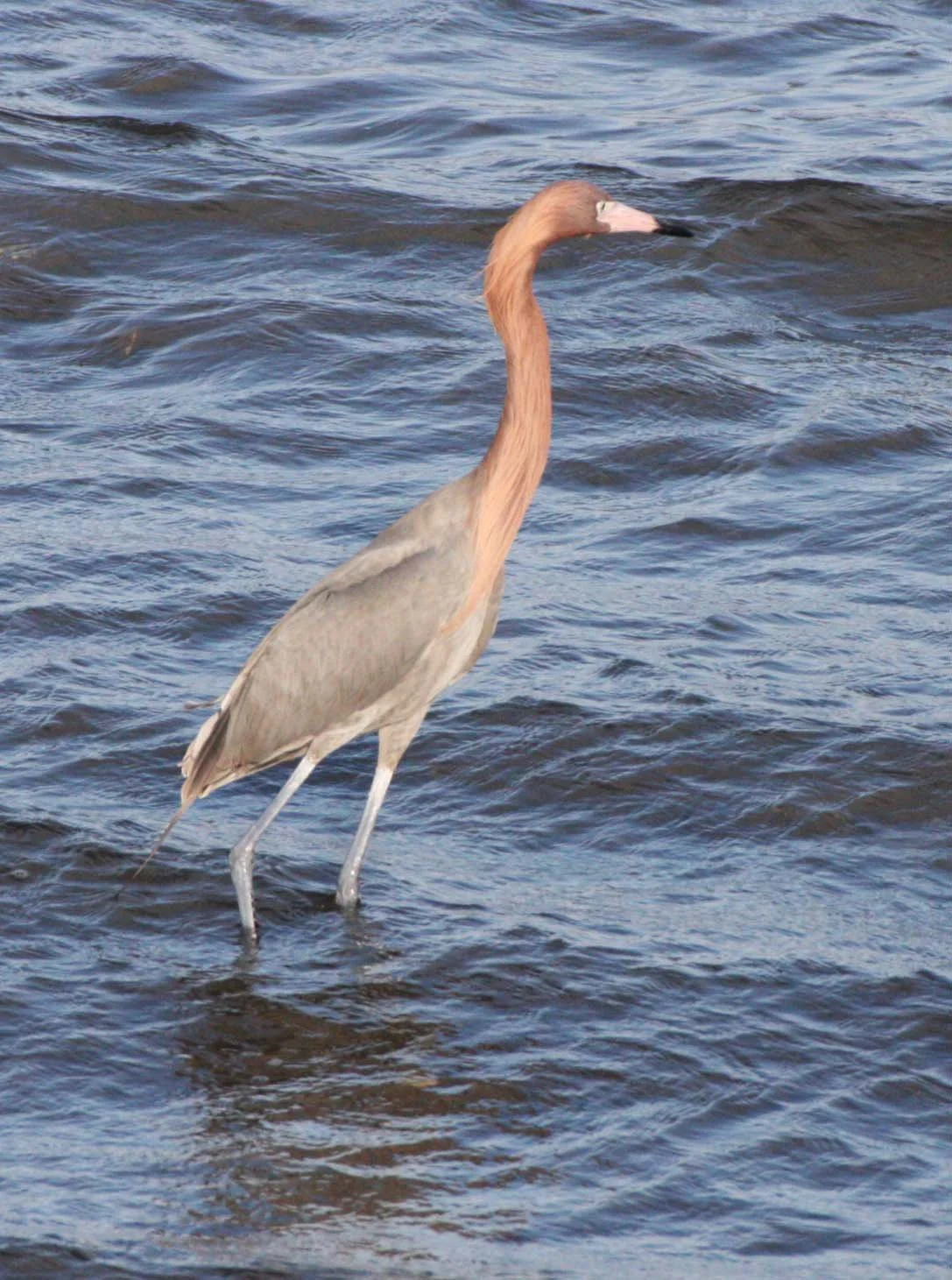 EGRET - REDDISH EGRET - Egretta rufescens - SAN IGNACIO LAGOON BAJA MEXICO (57).JPG