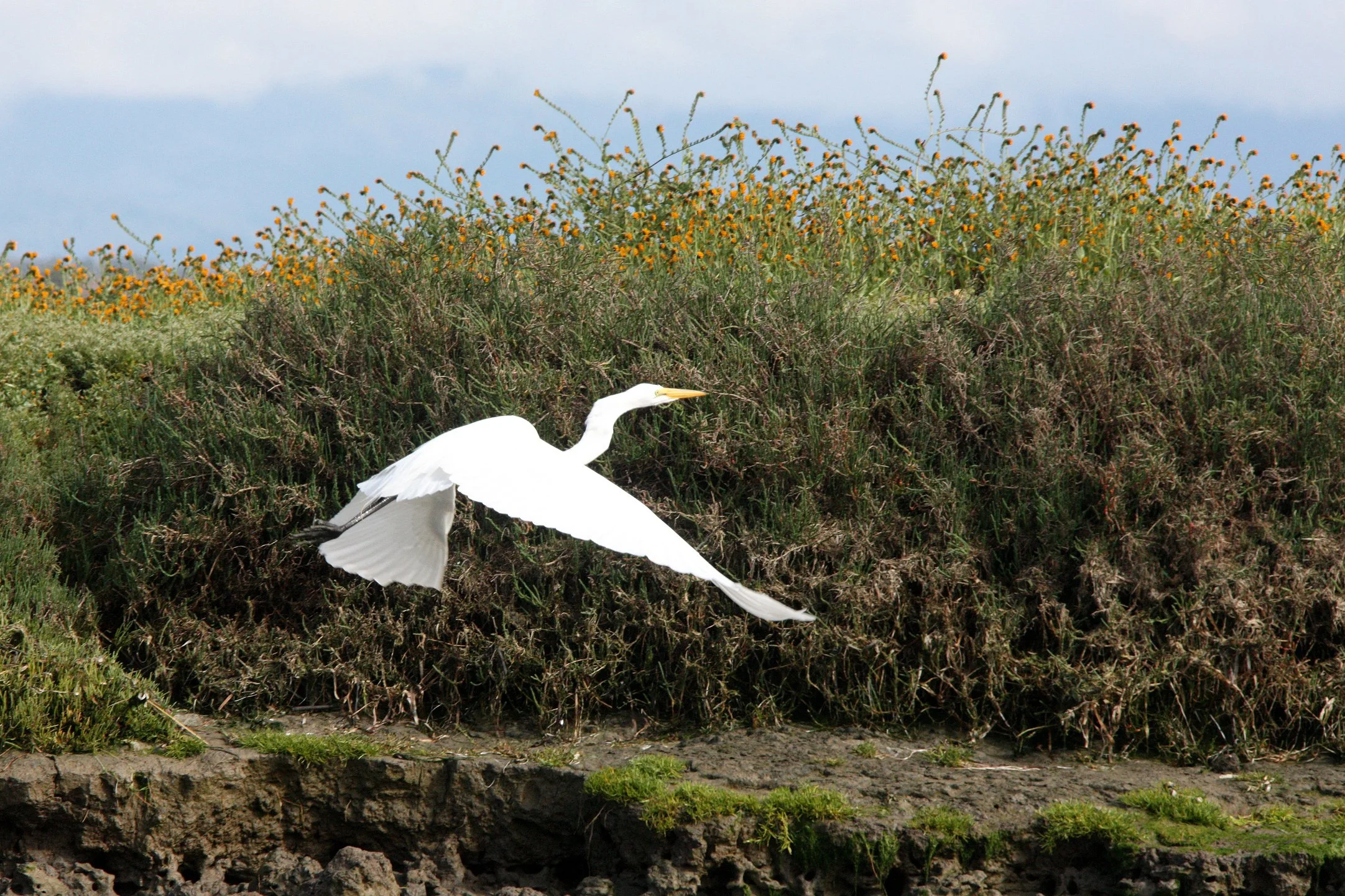 EGRET -  AMERICAN GREAT EGRET - Ardea alba egretta - ELKHORN SLOUGH WILDLIFE REFUGE CALIFORNIA (18).JPG