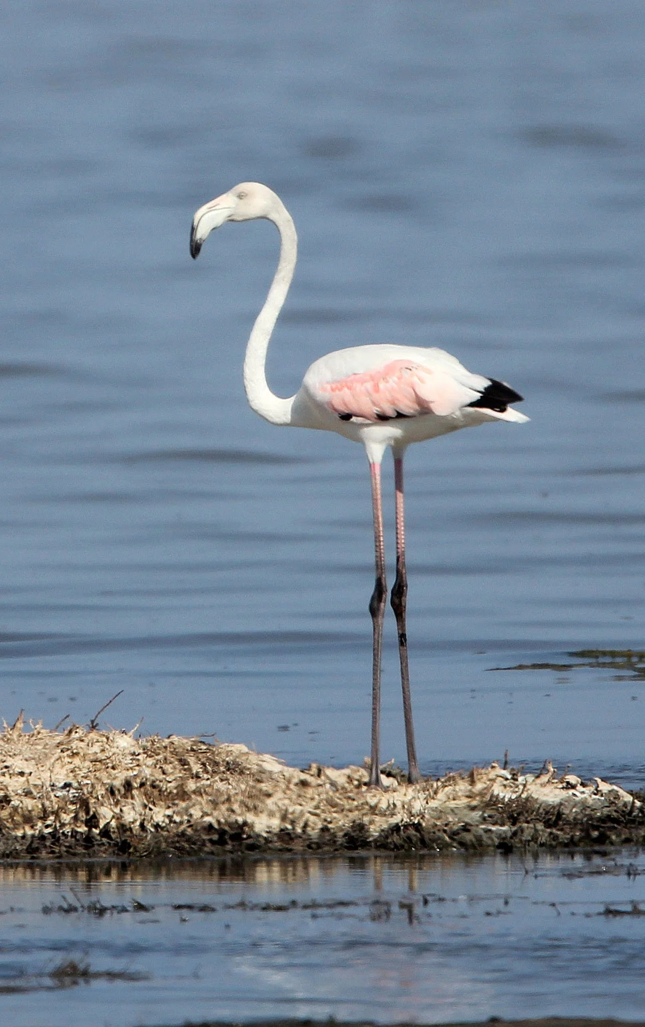 Phoenicopterus roseus - Greater Flamingo - Korba Wetlands, Tunisia (6).JPG