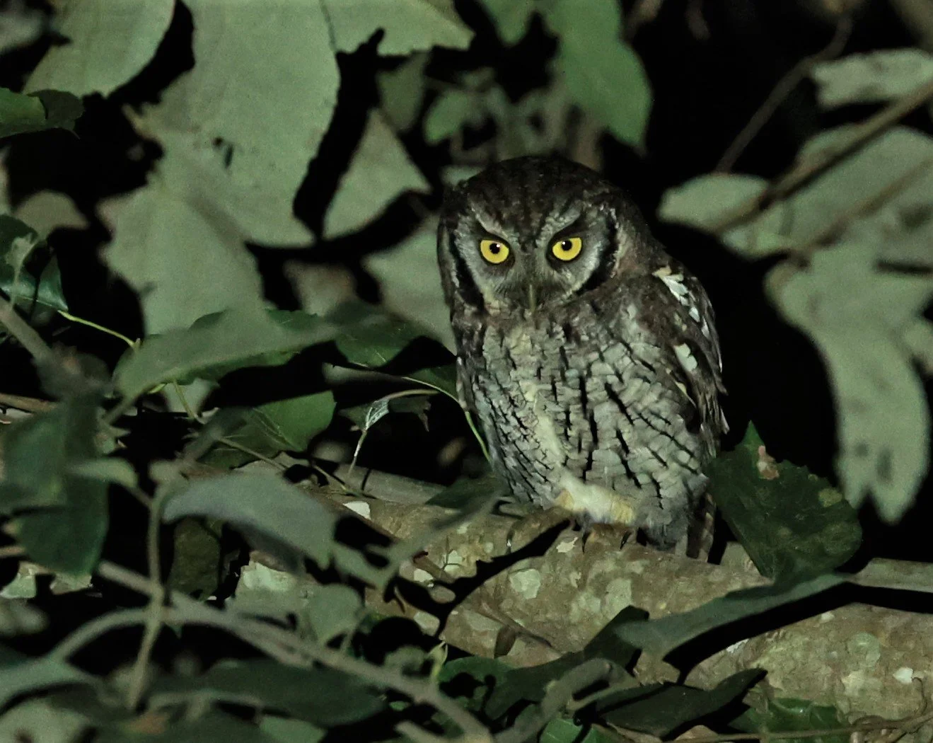 Owl - Tropical Screech Owl - Megascops choliba - Nazare Paulista, Sao Paulo State, Brazil (6).jpg