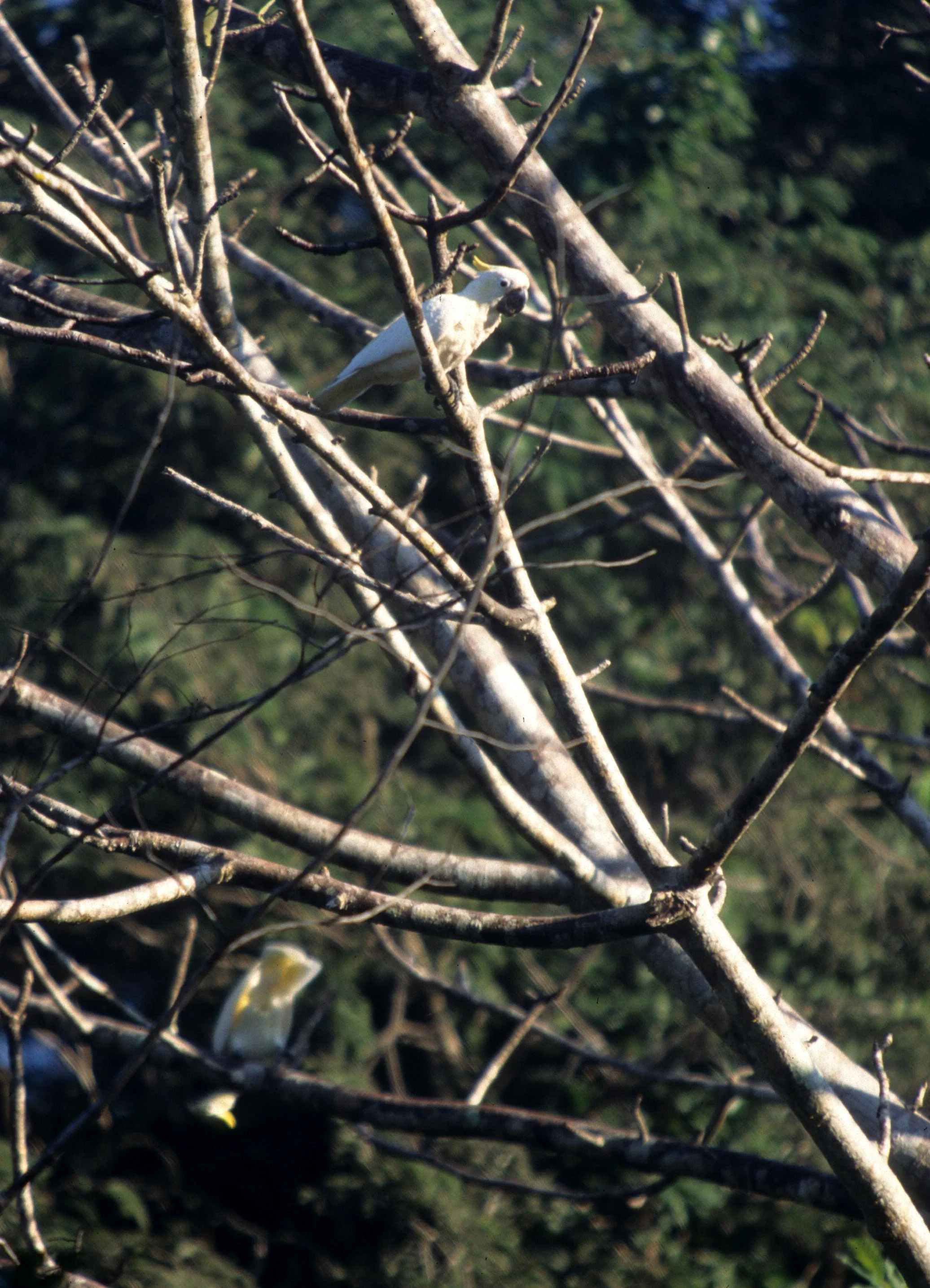 BIRD - COCKATOO - SULPHUR-CRESTED - KOMODO ISLAND.jpg