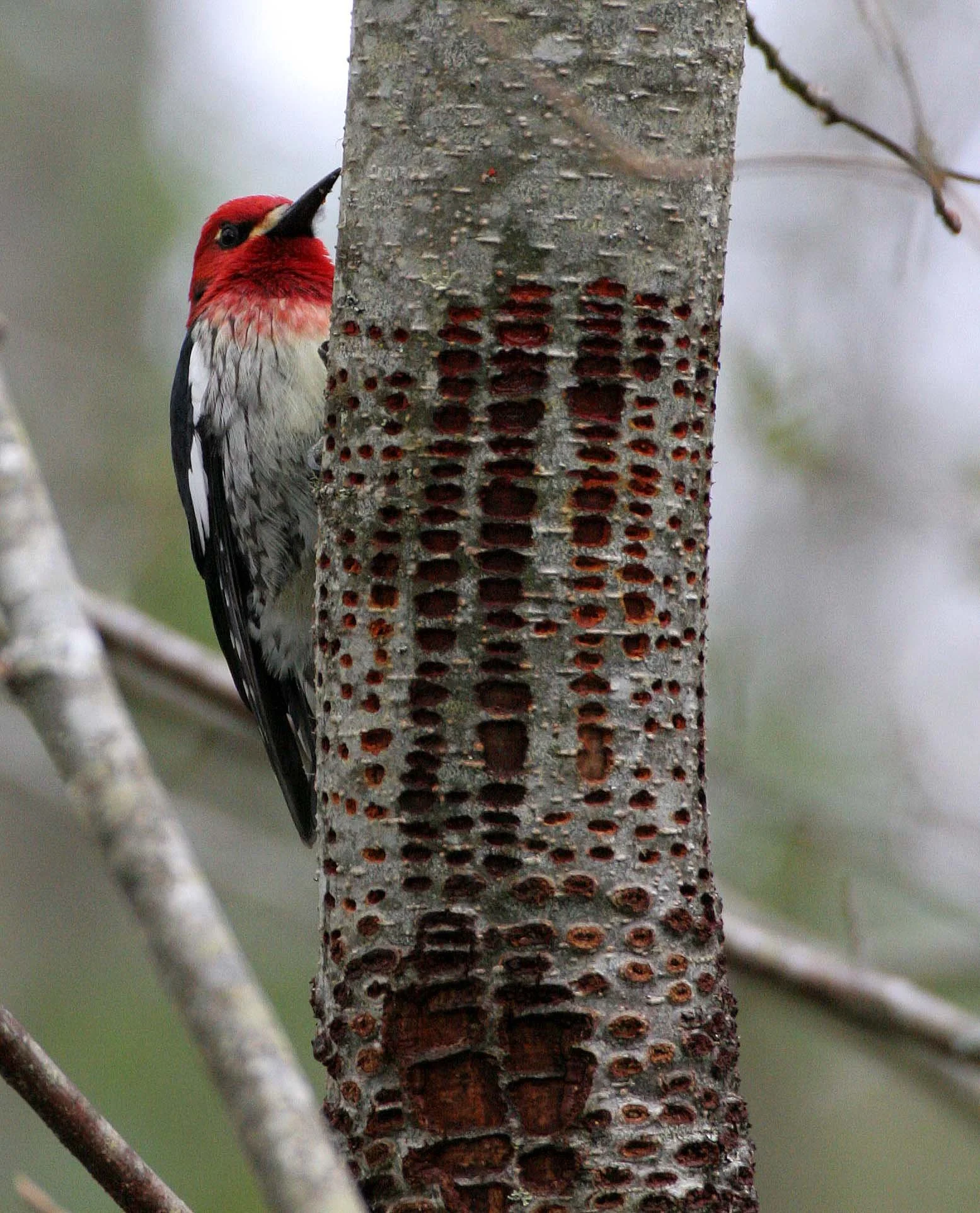 BIRD - WOODPECKER - SAPSUCKER - RED-BREASTED SAPSUCKER - SPHYRAPICUS RUBER - LAKE FARM TRAILS WA (9).JPG