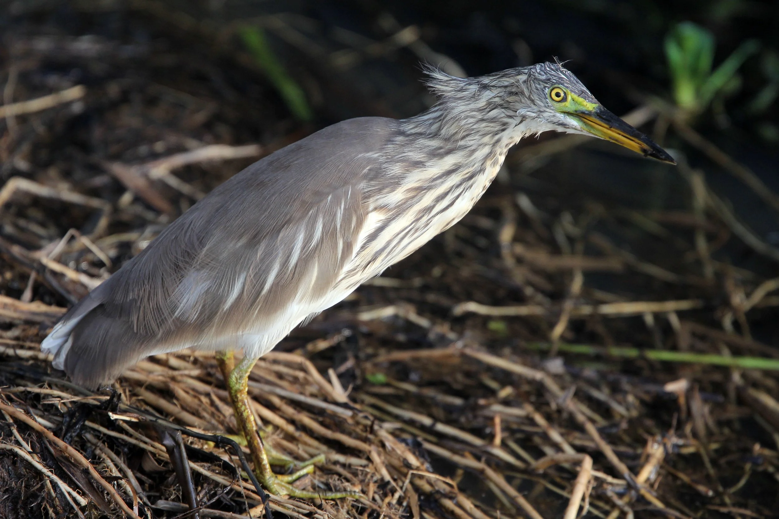 HERON - CHINESE POND HERON - Ardeola bacchus - THALE NOI BIRD SANCTUARY, PATALUNG THAILAND (17).JPG