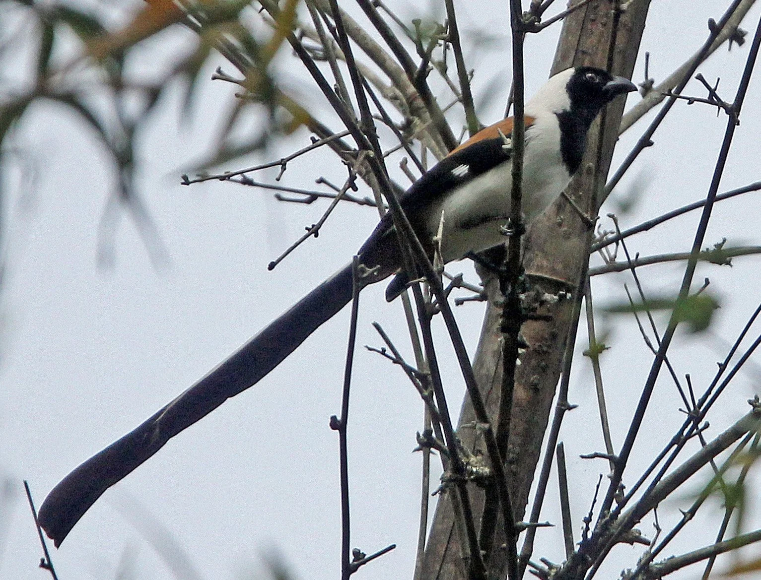 BIRD - TREEPIE - WHITE-BELLIED TREEPIE - INDIRA GANDHI TOPSLIP NATIONAL PARK, TAMIL NADU INDIA (6).JPG