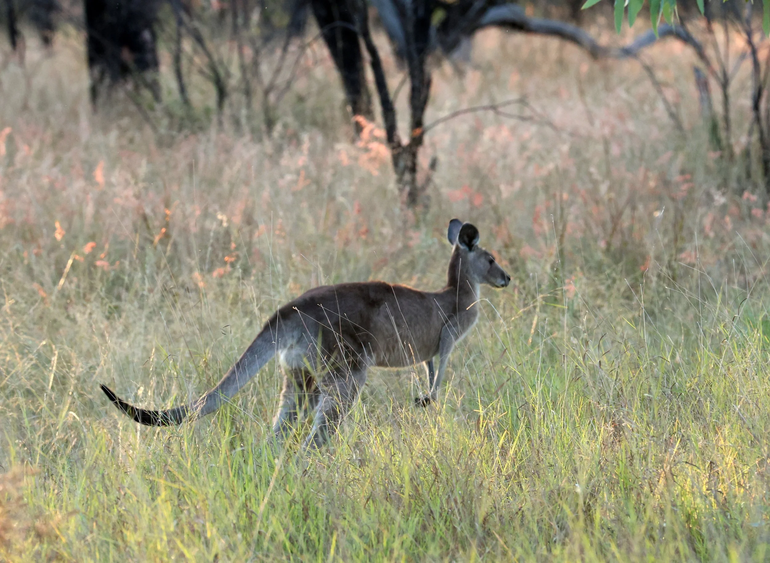 Kangaroop Eastern Grey Kangaroo (Macropus giganteus) — Coke Smith Wildlife