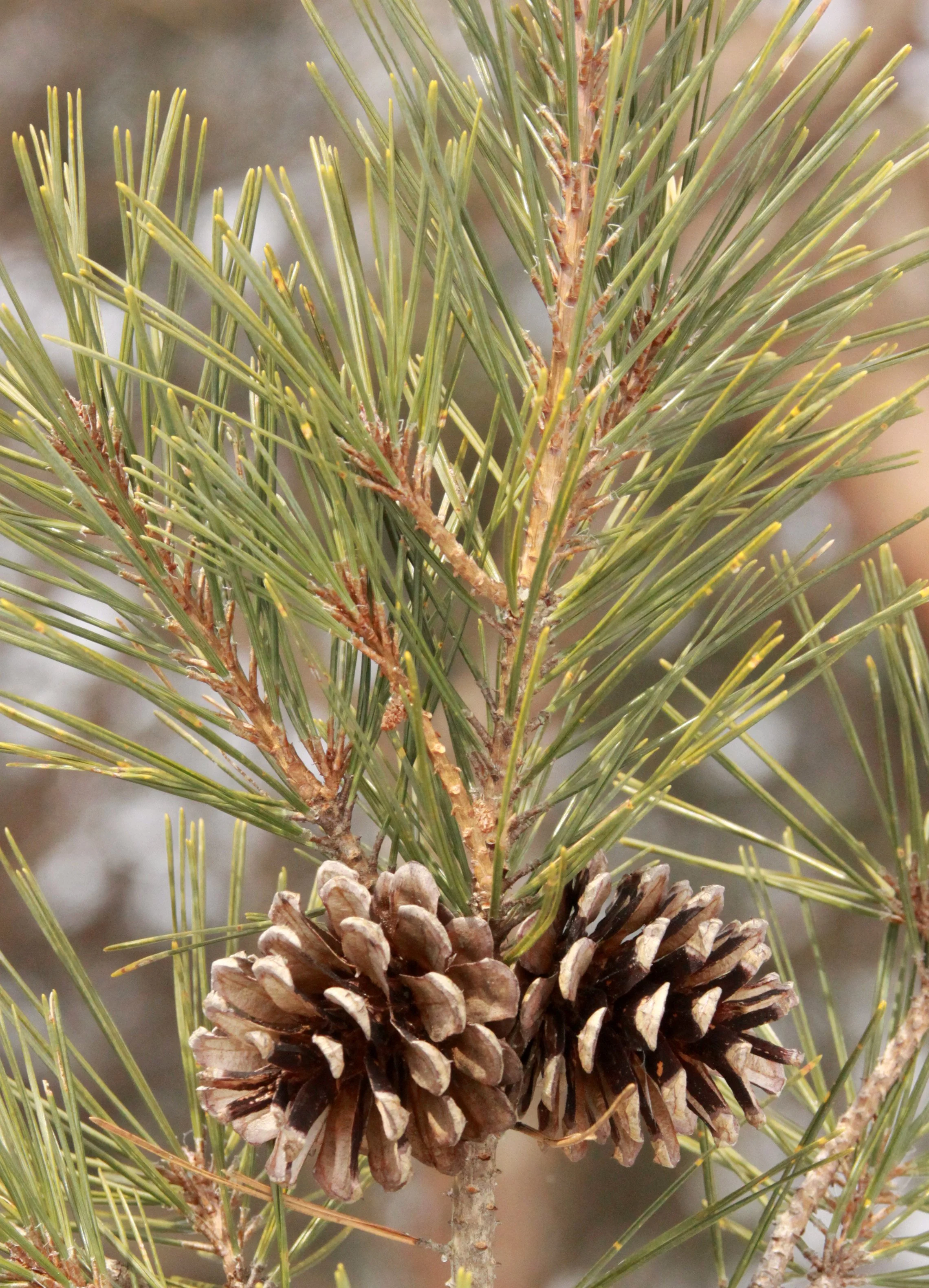 MOUNT ASAMA - JOSHIN'ETSUKOGEN NATIONAL PARK JAPAN (61).JPG
