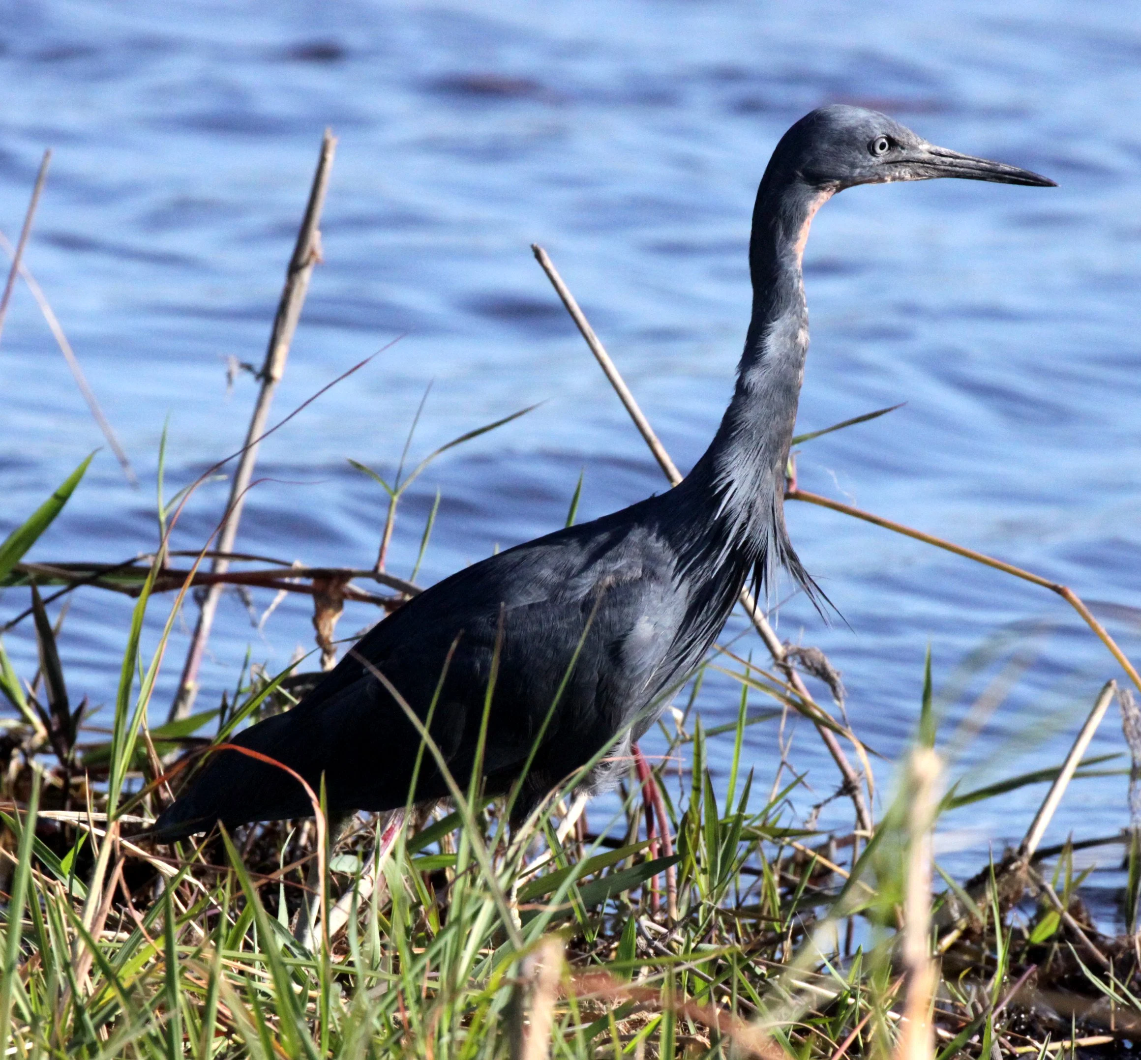 HERON - BLACK HERON (EGRET) - Egretta ardesiaca - CHOBE NATIONAL PARK BOTSWANA (26).JPG