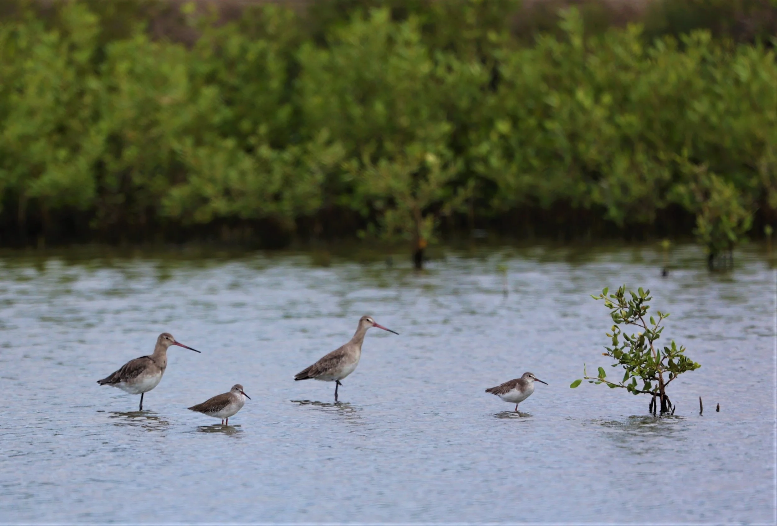 GODWIT - BLACK-TAILED GODWIT - Limosa limosa - WITH COMMON REDSHANK - BANG PAKONG SALT PANS CHACHOENGSAO WEST OF RIVER (1).jpg