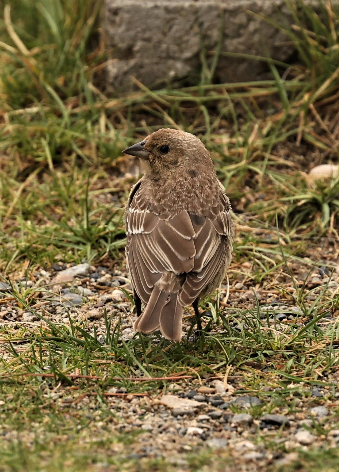 House Finch (Haemorhous mexicanus) June Lake, California (2).jpg