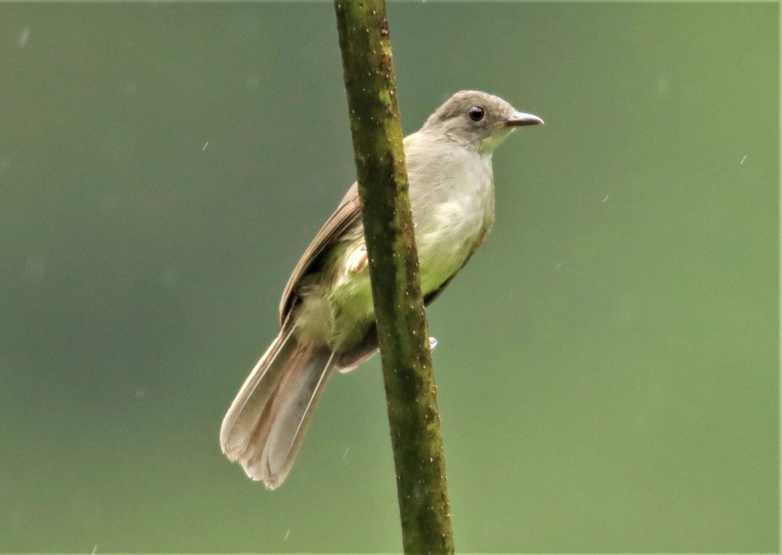 BULBUL - SPECTACLED BULBUL - Pycnonotus erythropthalmos - KHAO SOK SURAT THANI  (1).jpg
