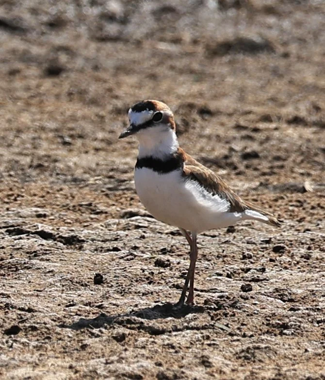 Collared Plover (Anarhynchus collaris) Chaco Lodge & Laguna Salada Paraguay (6).jpg