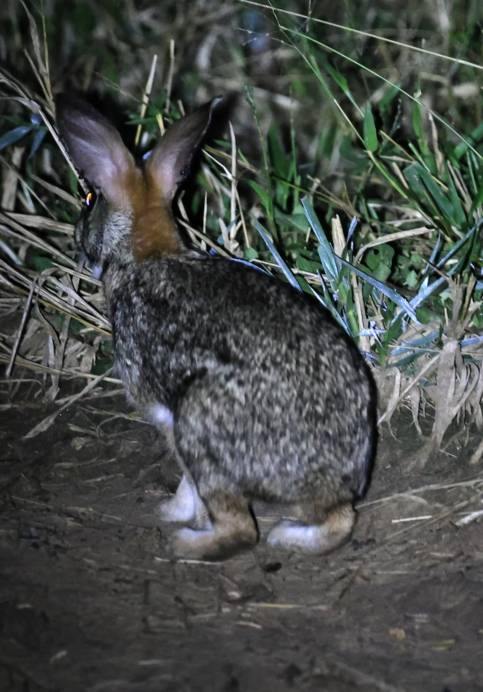 Tapeti (Sylvilagus brasiliensis) Chaco Lodge & Laguna Salada Paraguay (5).jpg