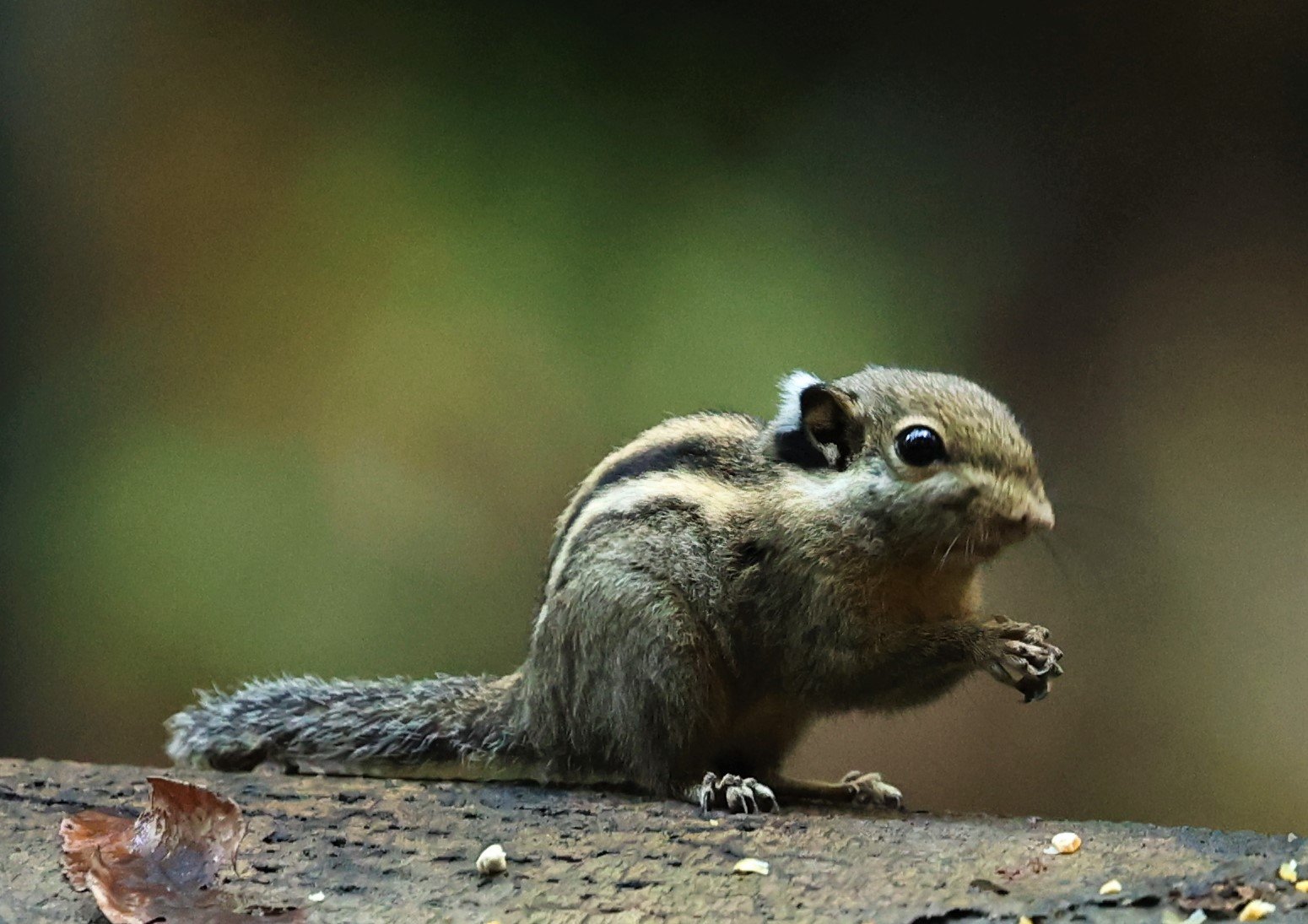 Tamiops mcclellandii - HIMALAYAN STRIPED SQUIRREL - BUKIT TINGGI MALAYSIA JUNE 2022 (24).jpg