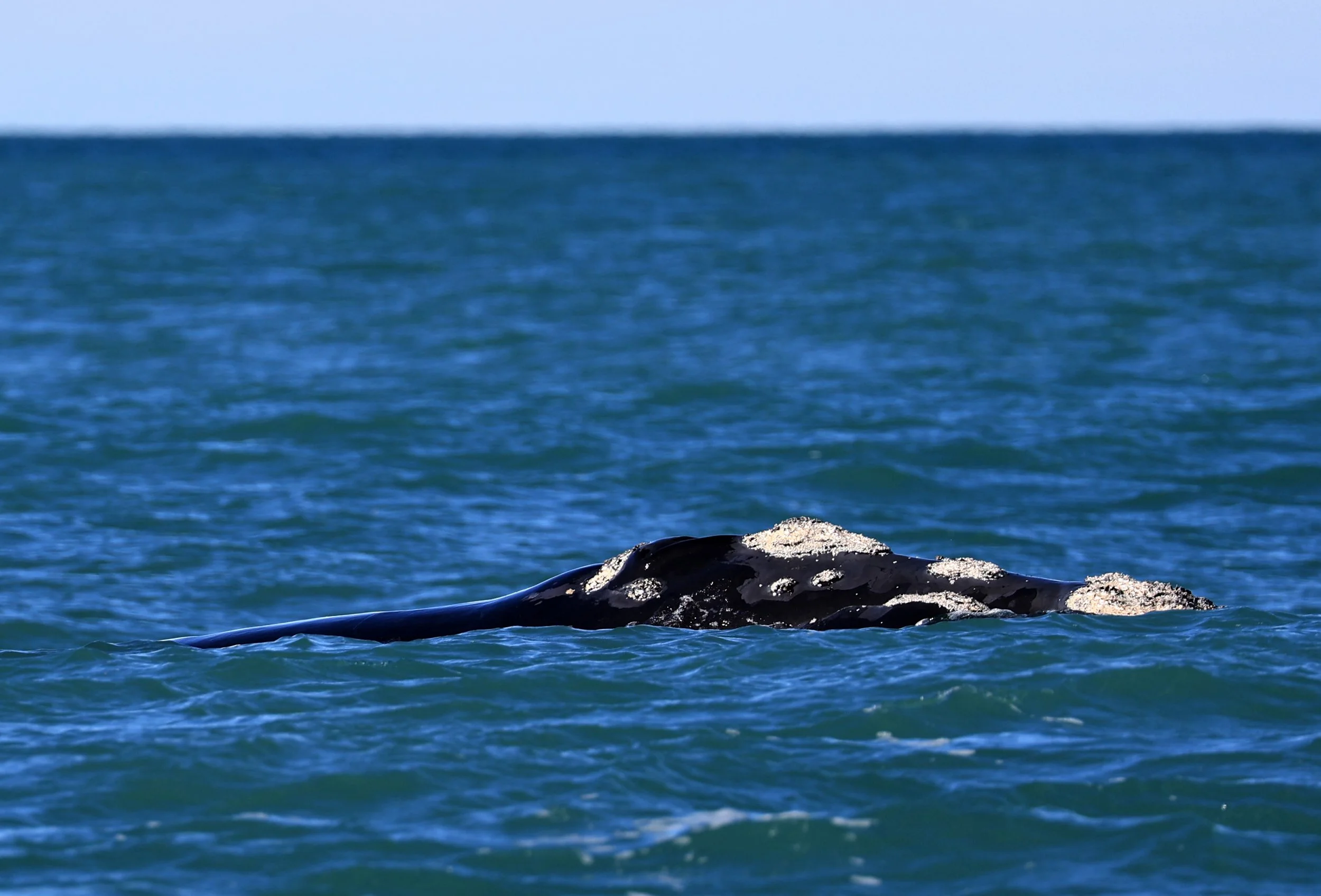 Southern Right Whale (Eubalaena australis) Puerto Rawson Argentina (6).jpg