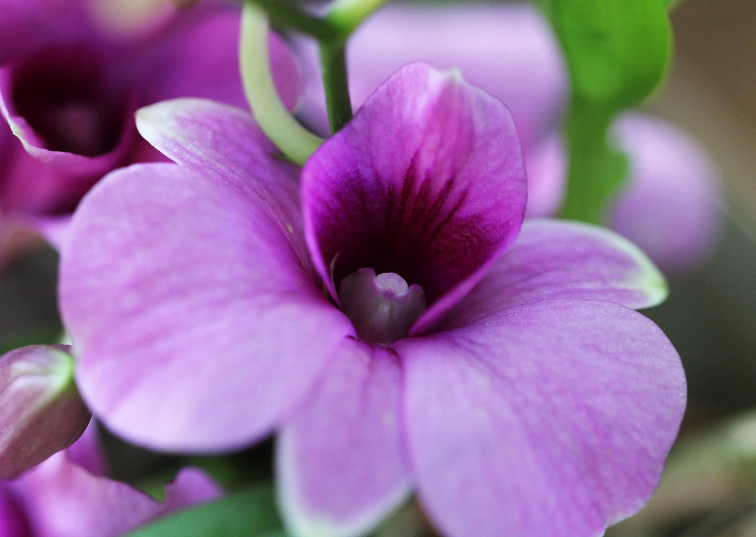 2015 Bangkok Sunset, Orchids and Misc (4).JPG