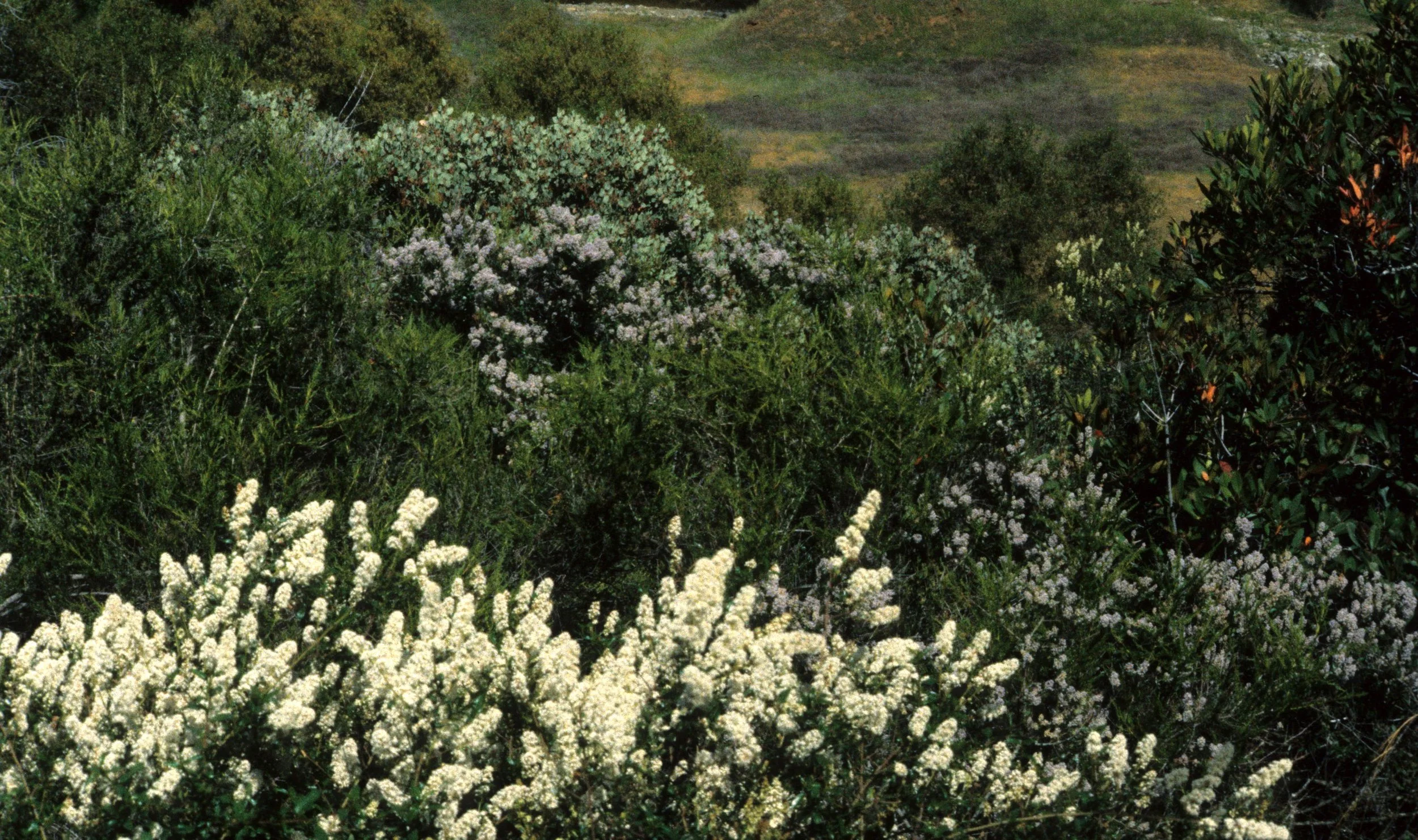 CALIFORNIA - SIERRA - CEONOTHUS SPECIES - FOOTHILLS (2).jpg