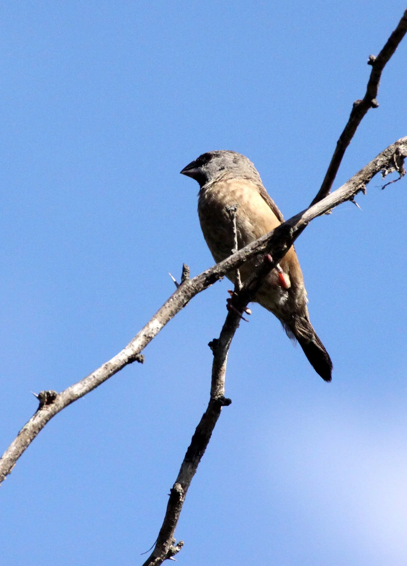 Madagascar Mannikin -  Andohahela NP, Madagascar (female) (4).JPG