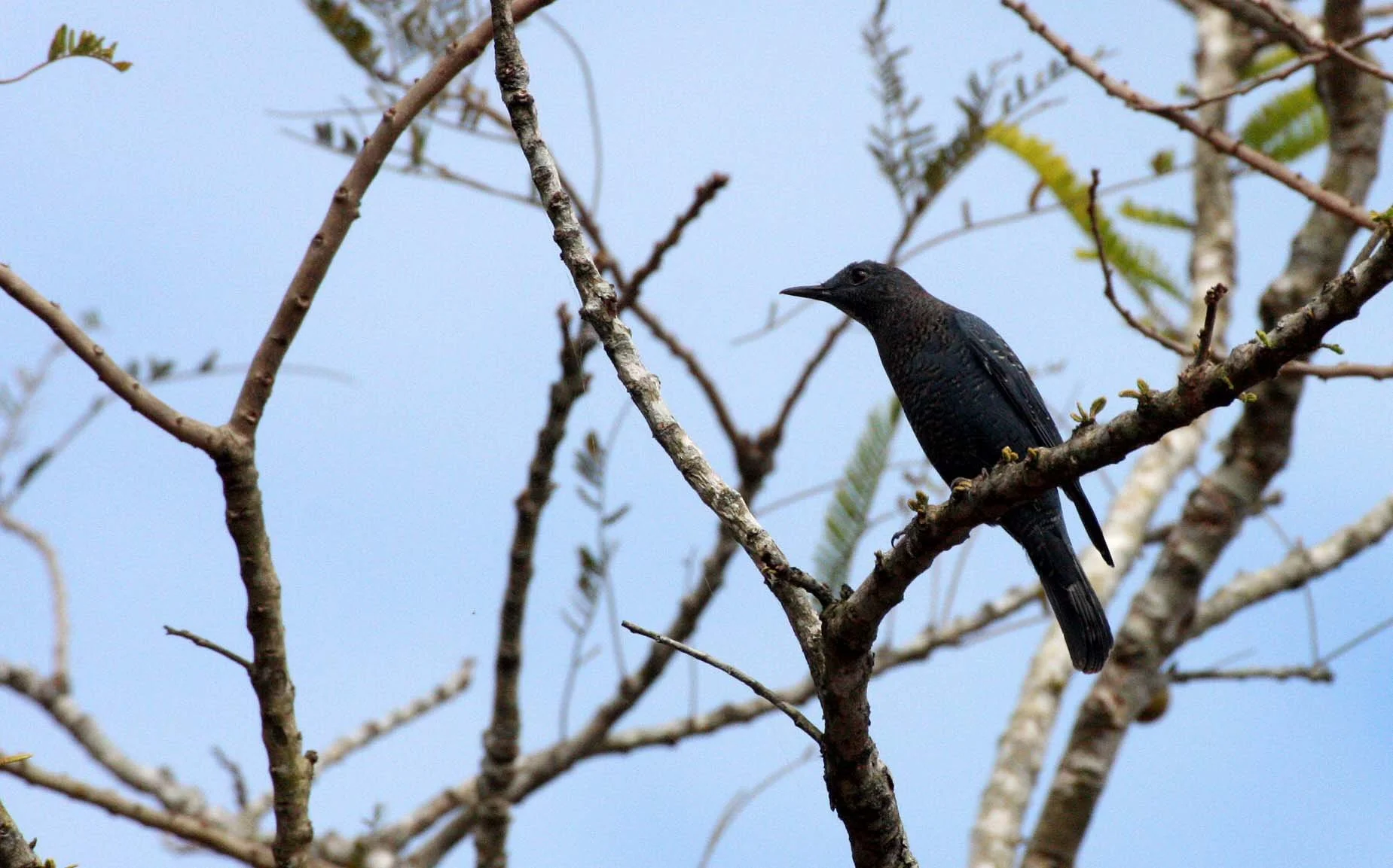 BIRD - THRUSH - BLUE ROCK-THRUSH - KHAO YAI NP THAILAND (6).JPG