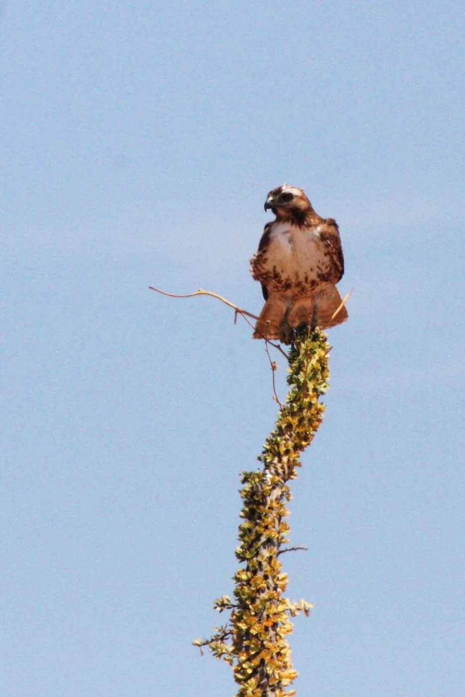Buteo jamaicensis - RED-TAILED HAWK - WESTERN FORM LIGHT JUVENILE - DESIERTO BAHIA DE LOS ANGELES BAJA MEXICO (2).JPG