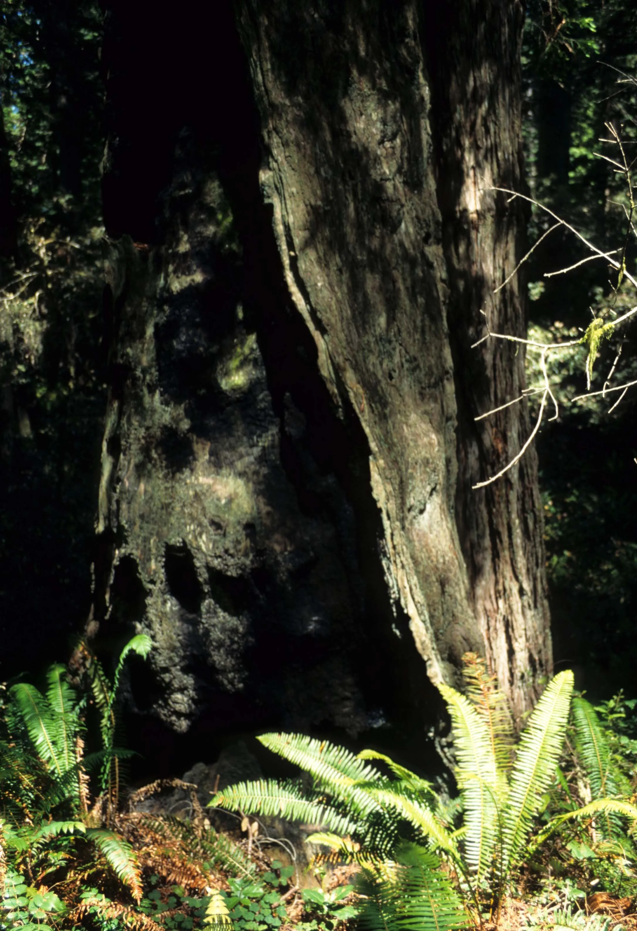 CALIFORNIA - REDWOODS NP - PTERIDOPHYTA - SWORD FERN (2).jpg