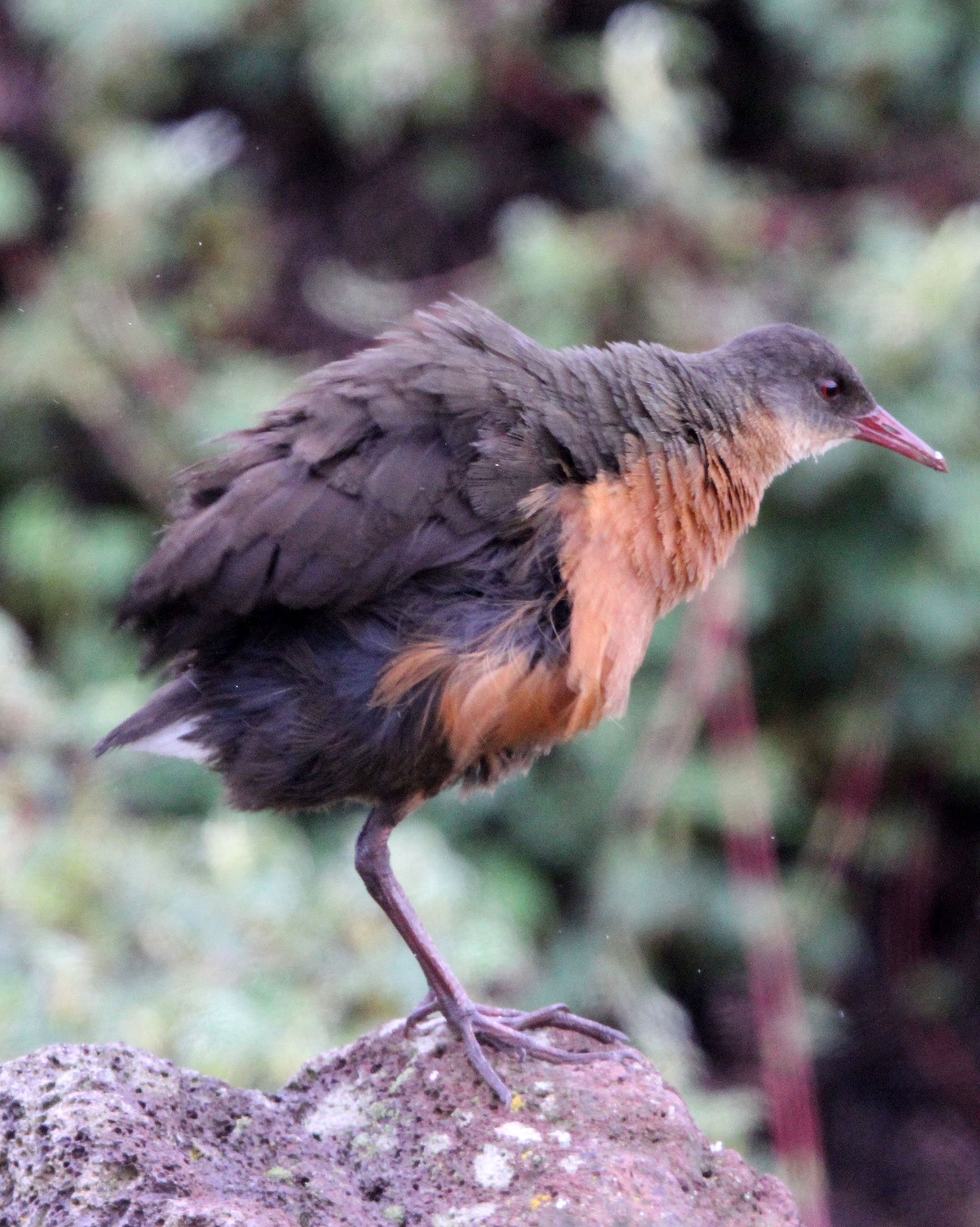Rouget's Rail (Rougetius rougetii) Bale Mountains NP Ethiopia (3).JPG