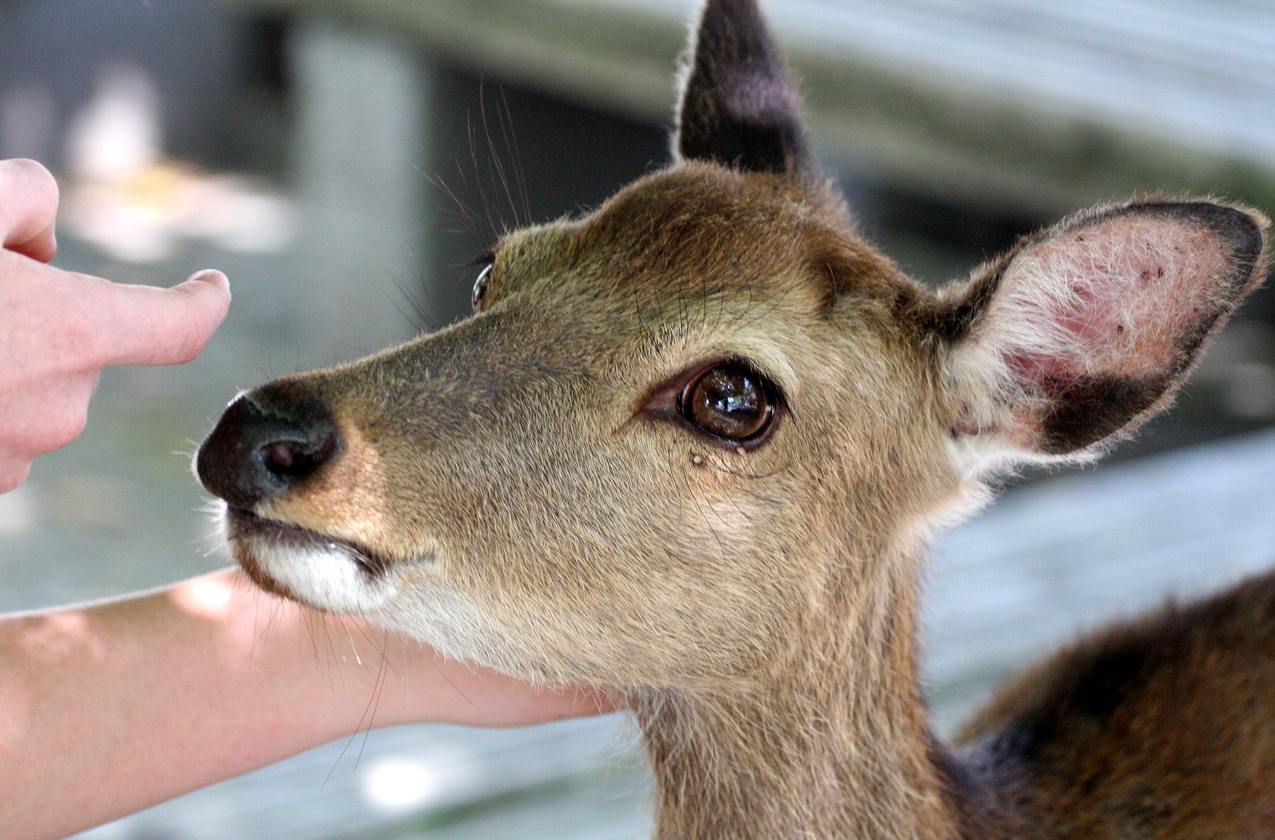 MIYAJIMA - MAY 2009 - SCENES AND LANDSCAPES (55).JPG