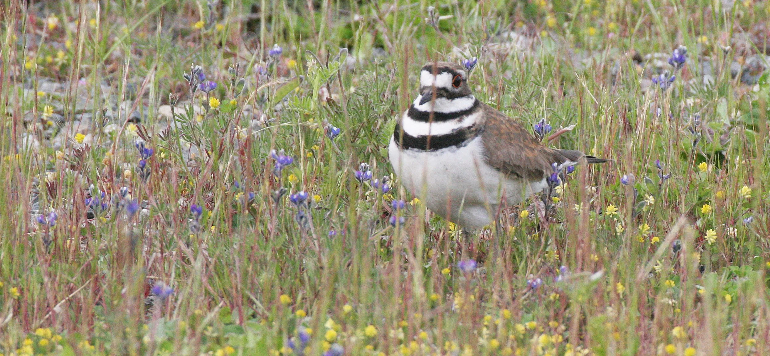BIRD - KILLDEER - SEQUIM WA (2).JPG