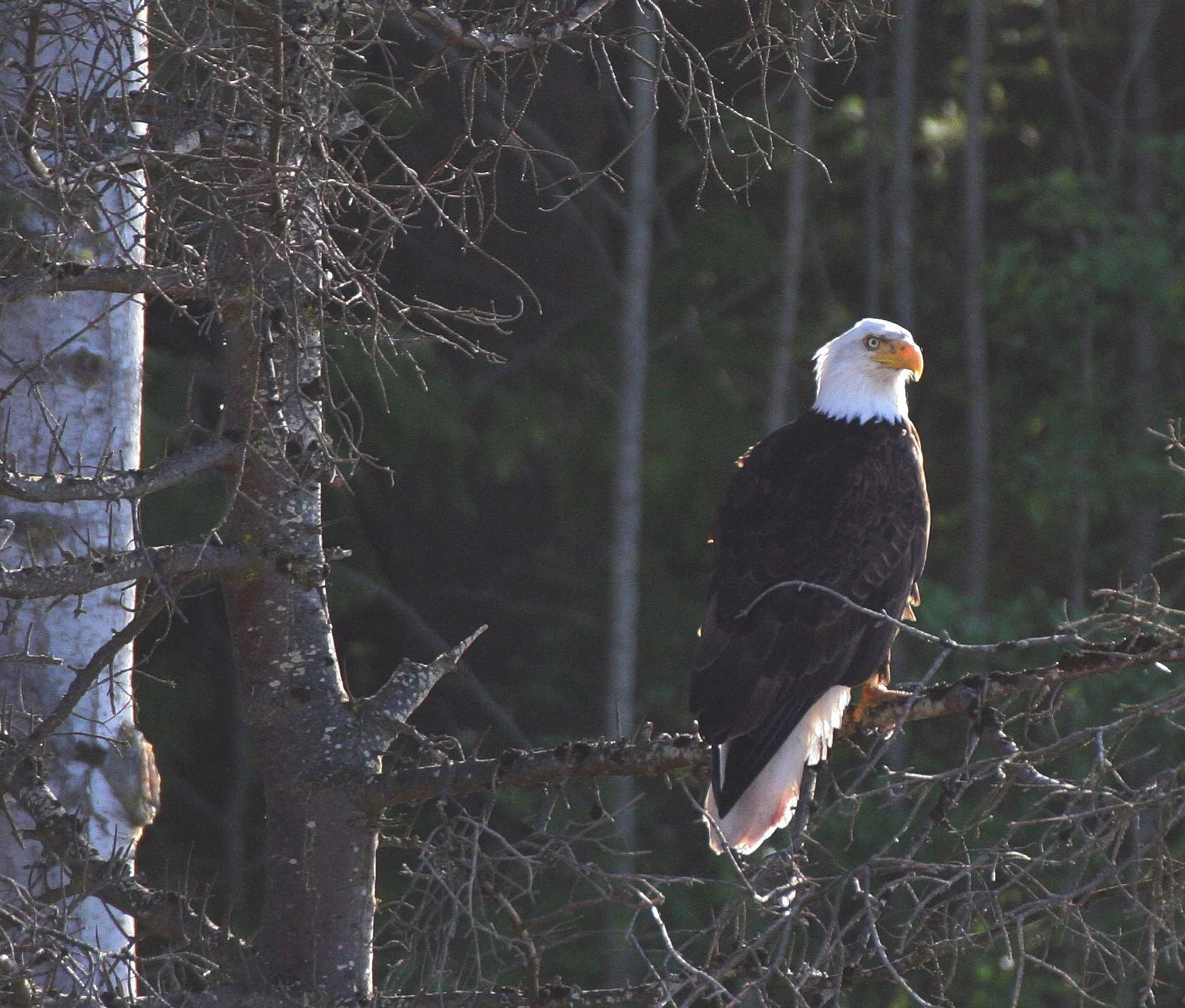 Haliaeetus leucocephalus - AMERICAN BALD EAGLE - LAKE FARM BLUFFS WASHINGTON (112).JPG