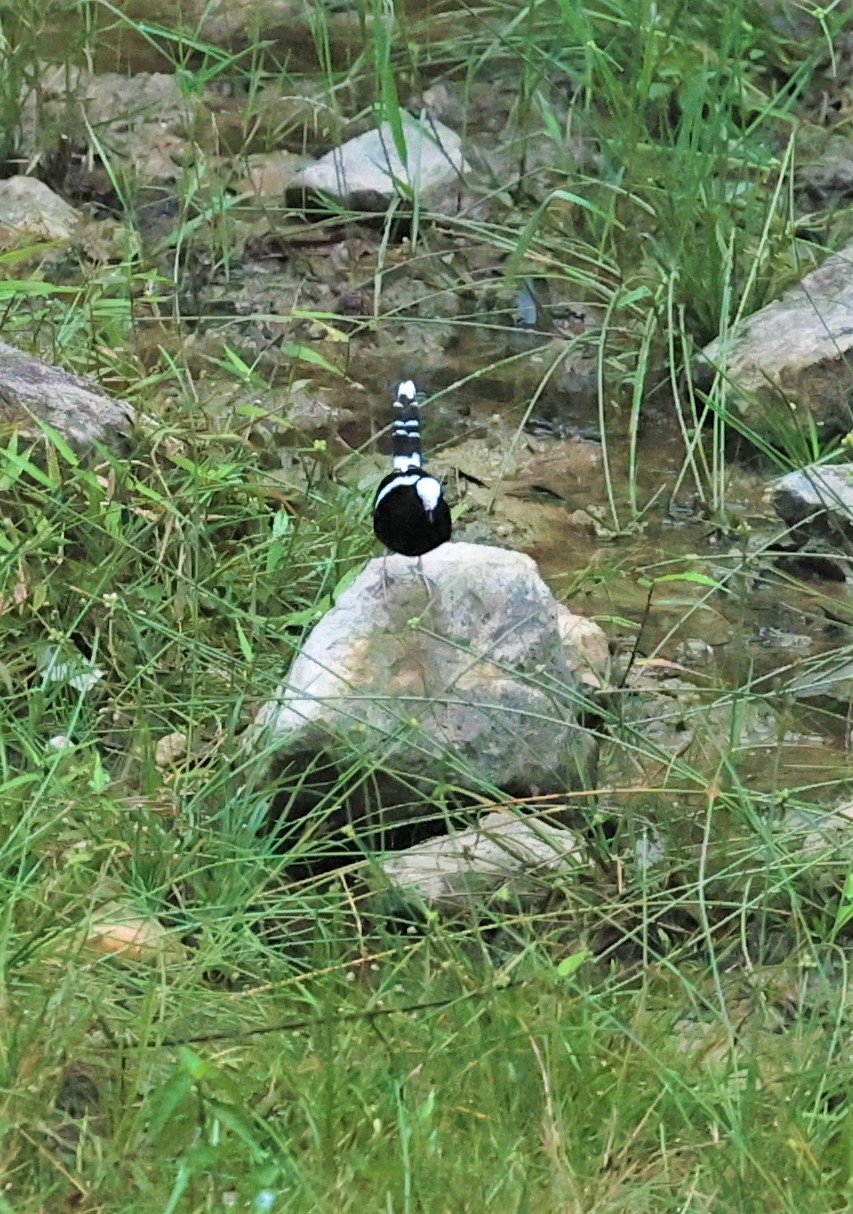 Enicurus leschenaulti - WHITE-CROWNED FORKTAIL - TAMAN NEGARA KUMBANG HIDE MALAYSIA (5).jpg