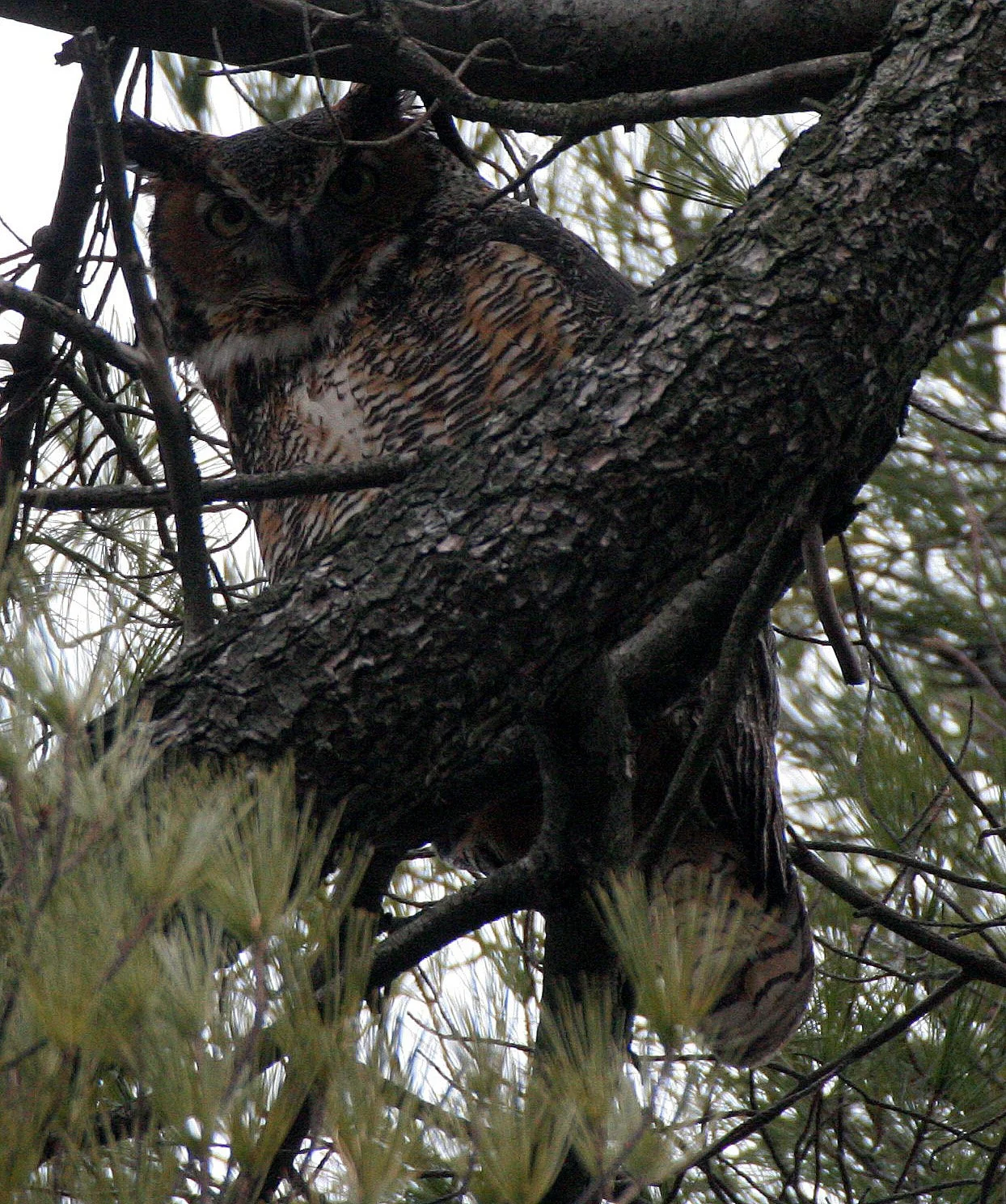 Bubo virginianus - GREAT-HORNED OWL - GENEVA COURTHOUSE ILLINOIS (33).JPG