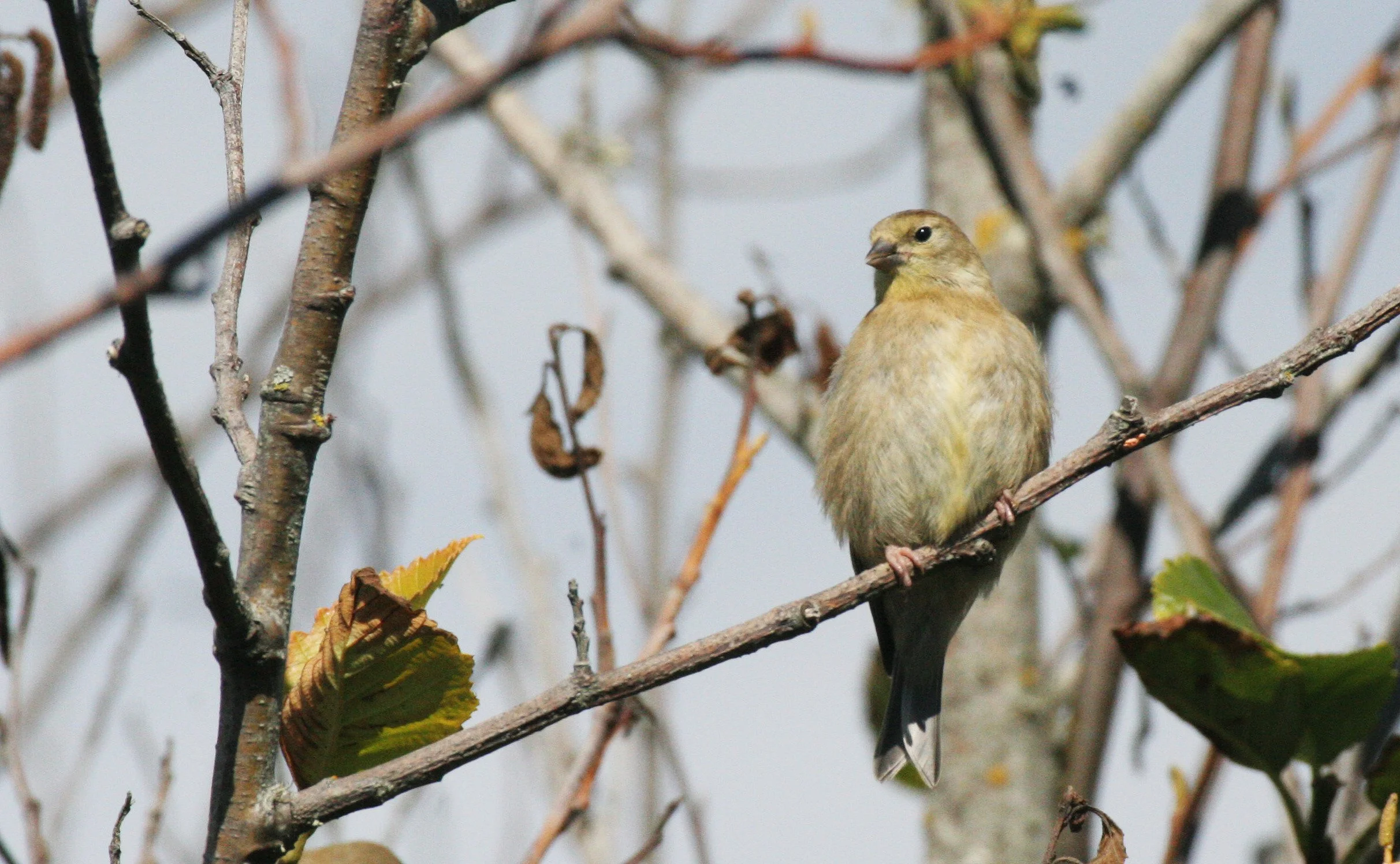 Pine siskin (Spinus pinus) Elwha Valley, Whiskey Bend Trail (6).JPG