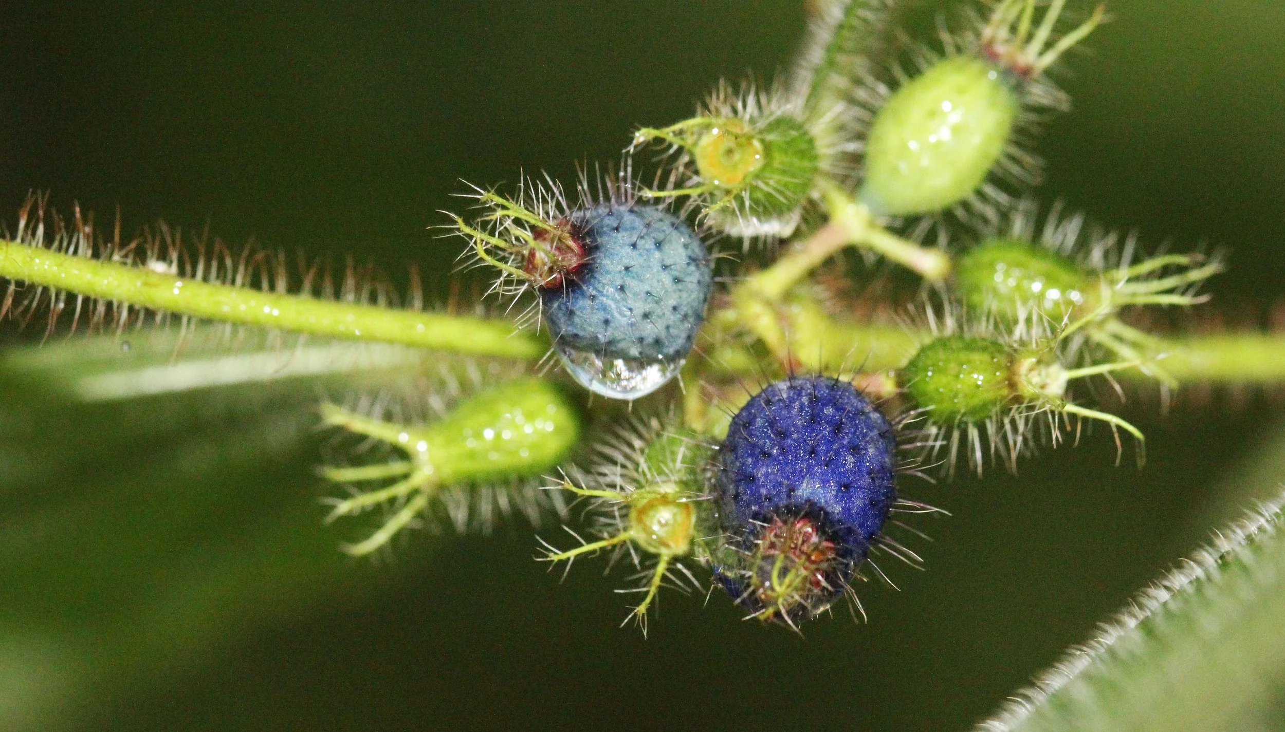 2013 in Nakhonsithammarat and some Krabi with Family (215).JPG