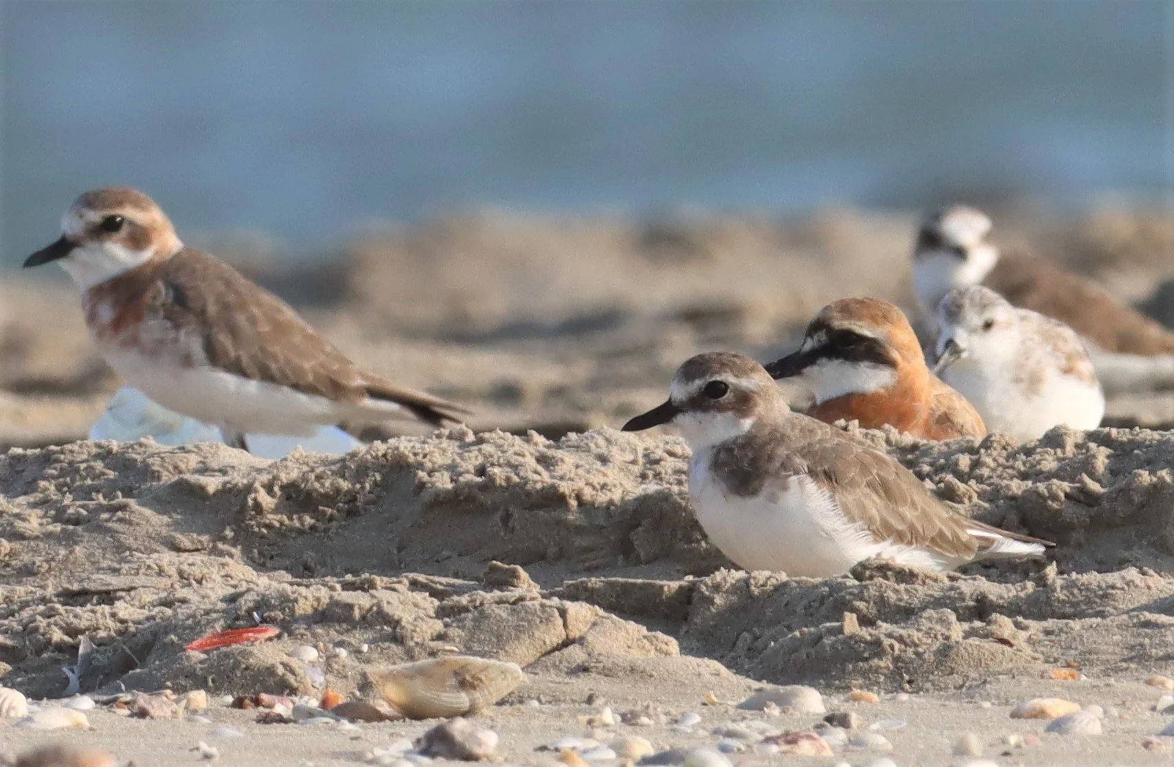 PLOVER - GREATER SAND-PLOVER -Charadrius leschenaultii - PAK THALE PETBURI (54).jpg