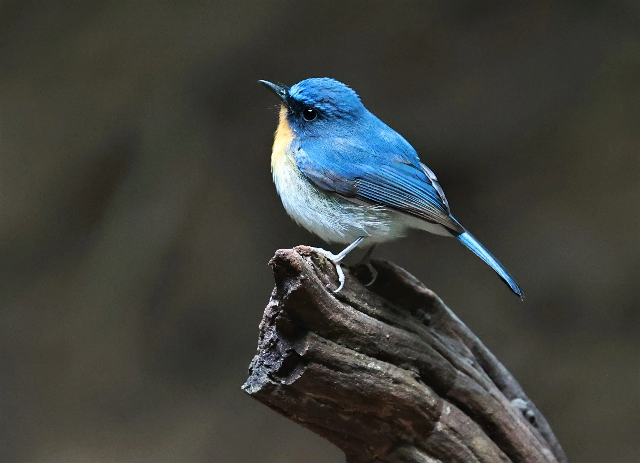 FLYCATCHER - CHINESE BLUE FLYCATCHER - Cyornis glaucicomans - KAENG KRACHAN NATIONAL PARK VICINITY, JAN 16-20, 2023 (11).jpg