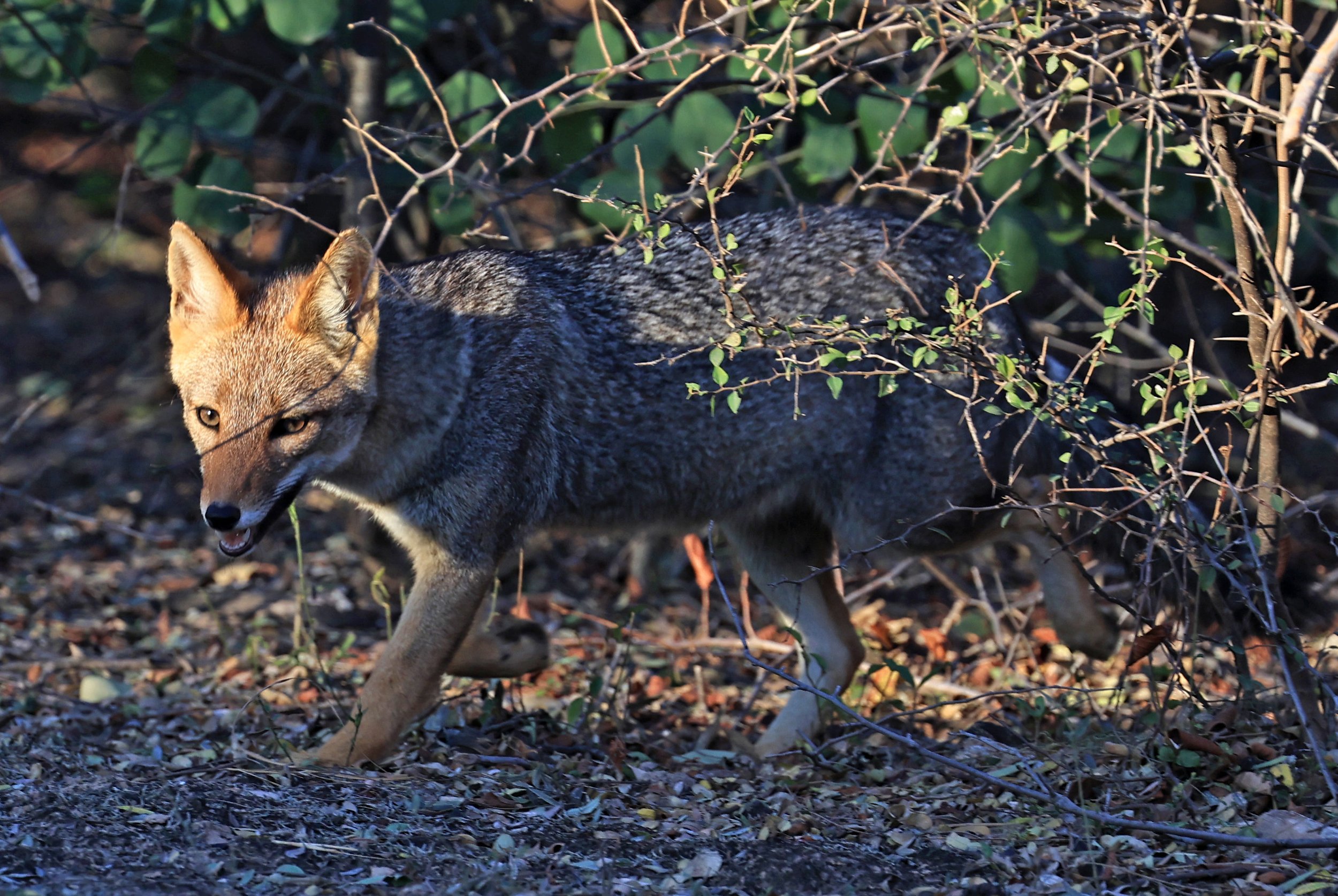 Pampas Fox (Lycalopex gymnocerca) Reserva Natural Canada el Carmen, Paraguay  (53).jpg